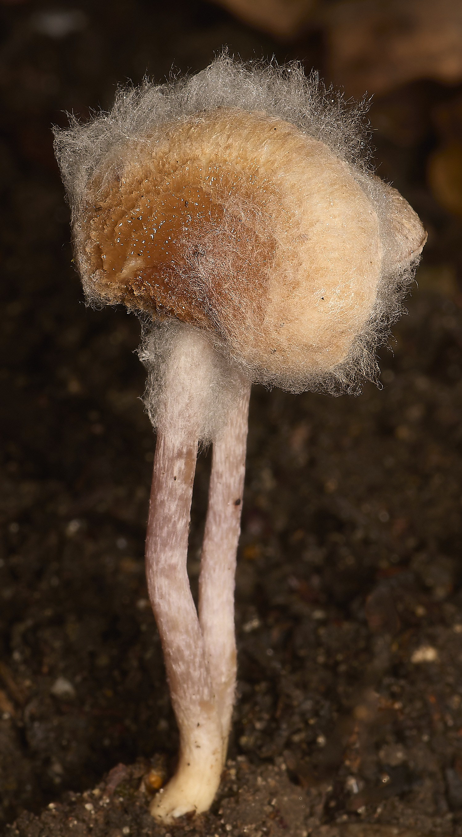 GressenhallInocybe251024-6