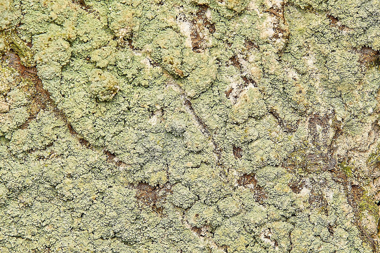 GressenhallLichen1061224-1