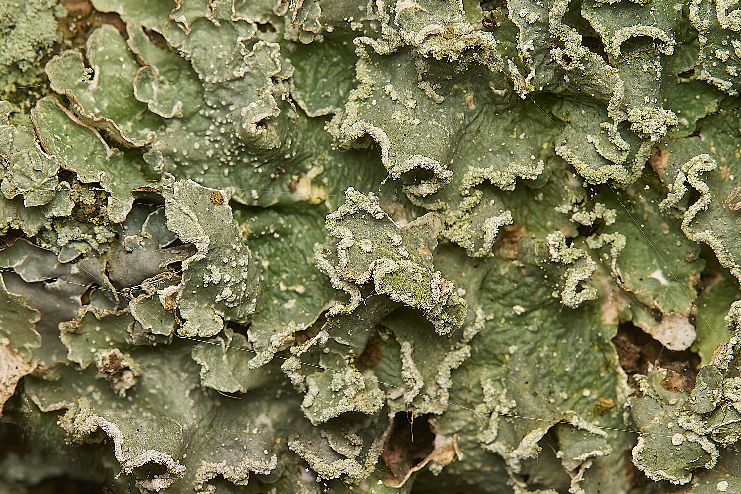 GressenhallLichen2061224-1