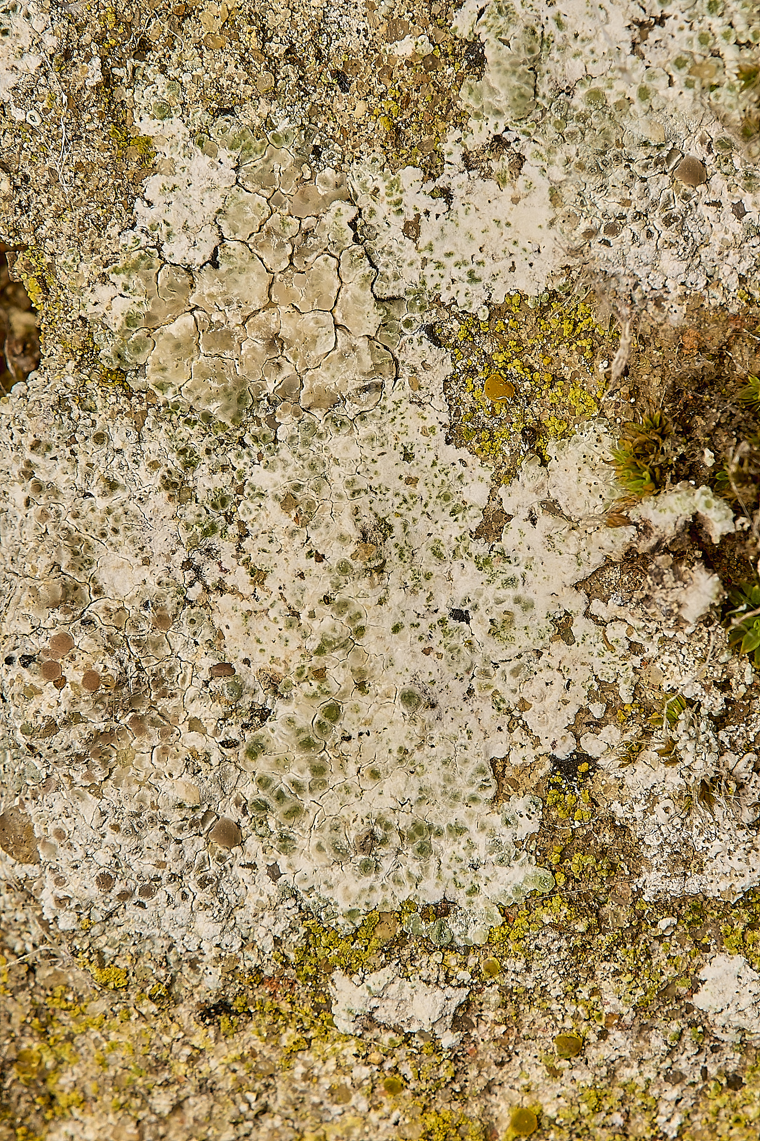 GressenhallLichen3061224-1