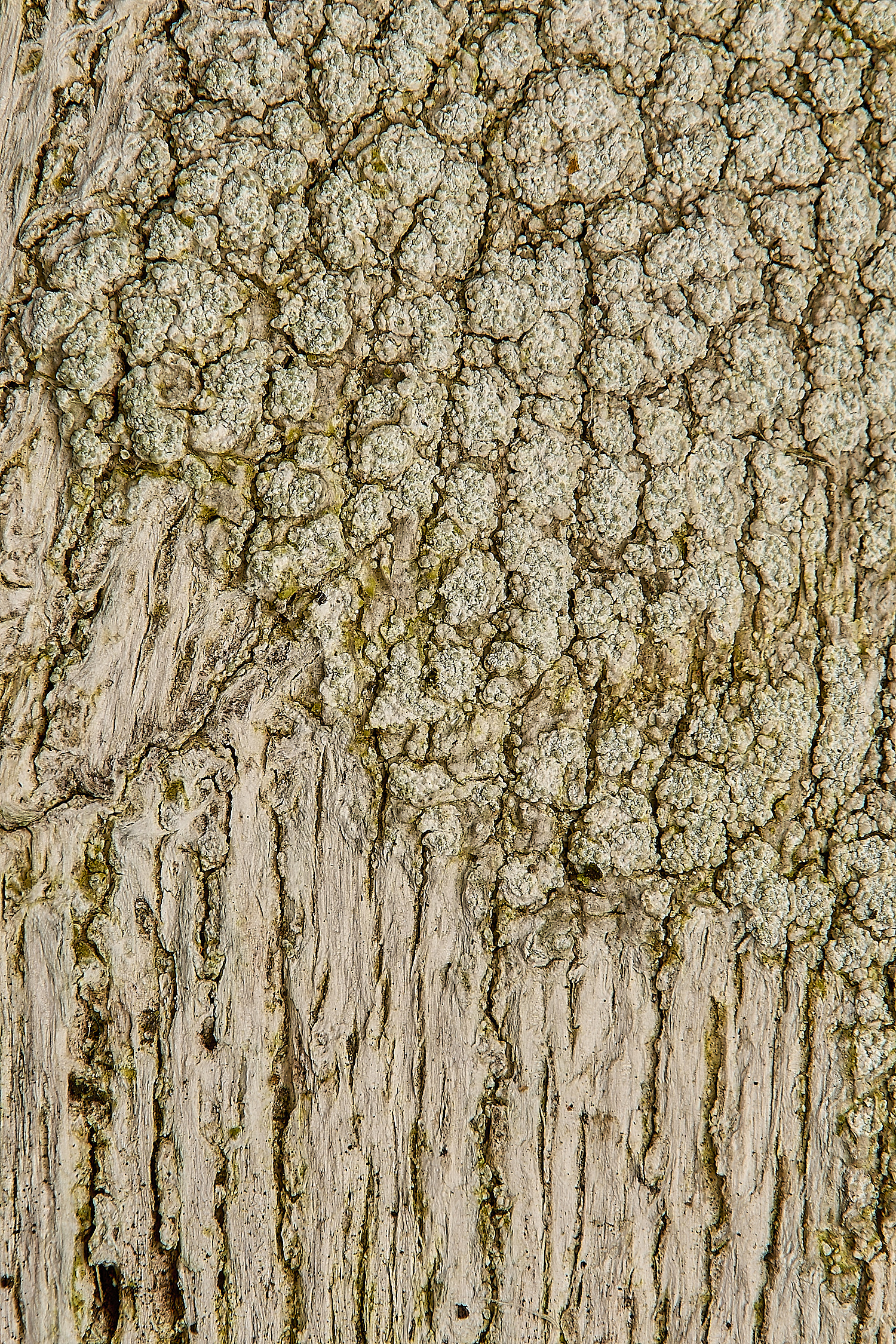 GressenhallLichen4061224-1