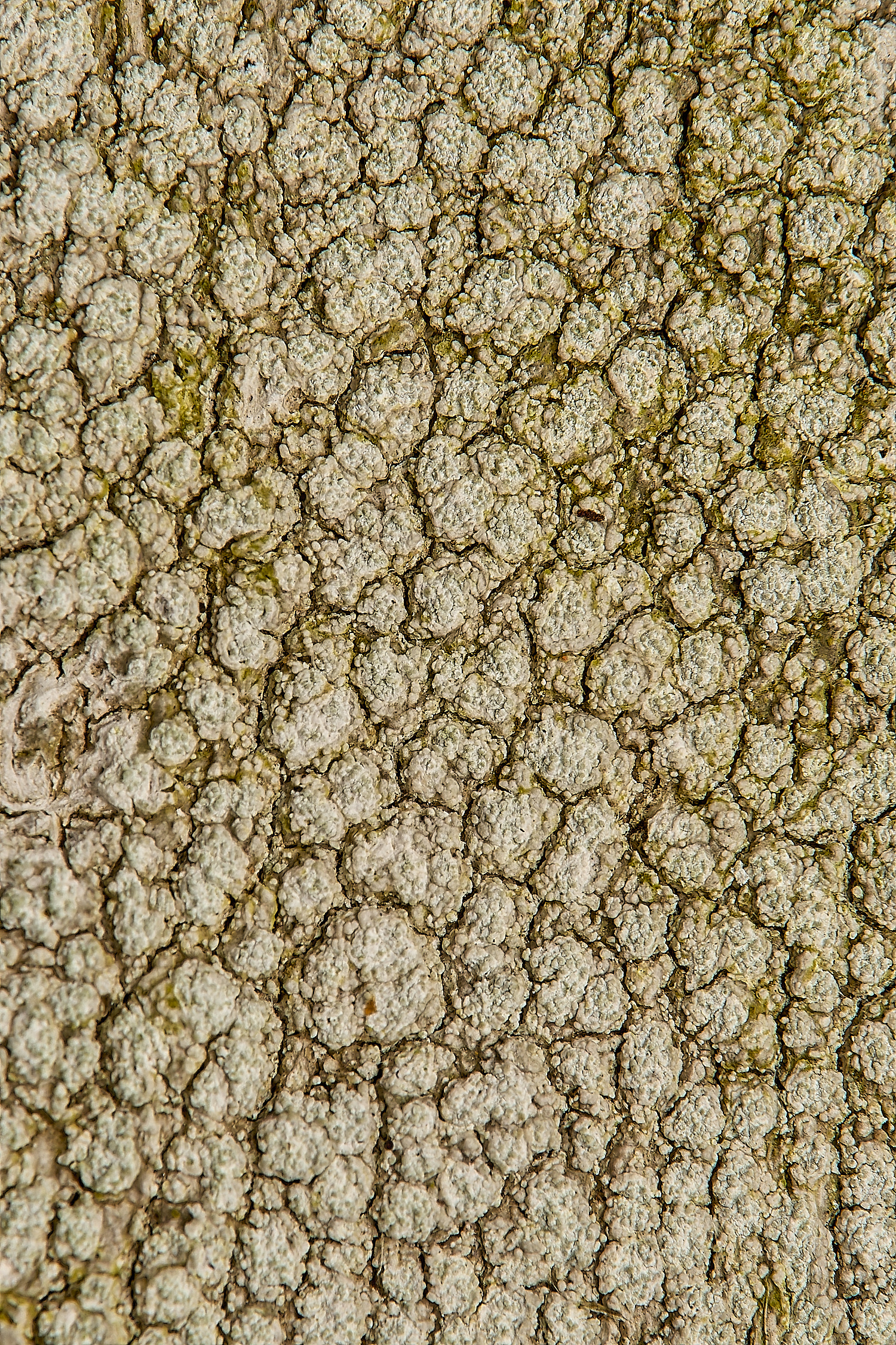 GressenhallLichen4061224-2