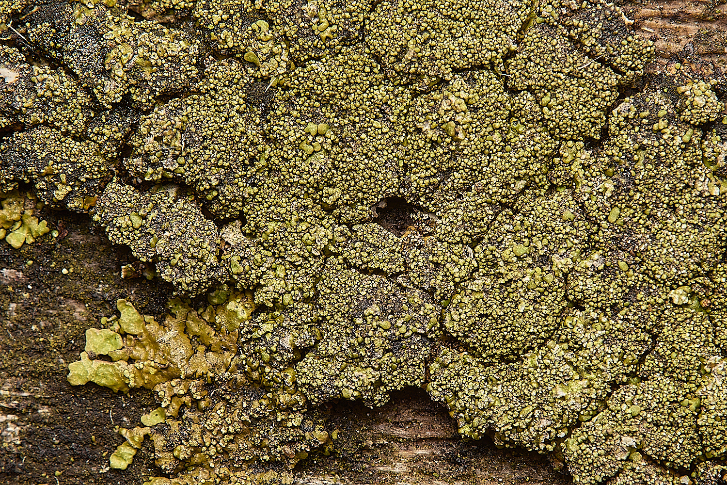 GressenhallLichen5061224-1