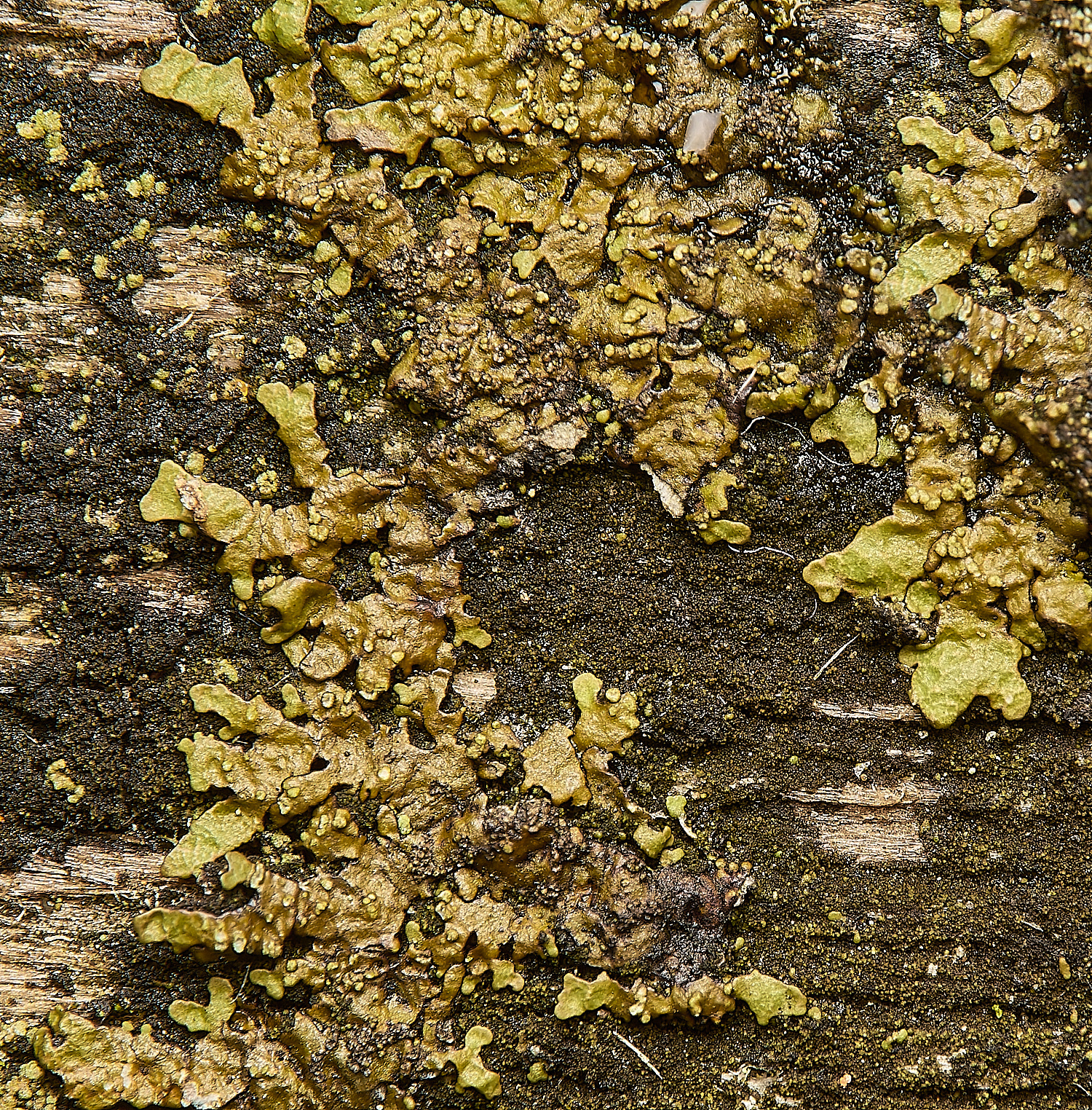 GressenhallLichen5061224-2