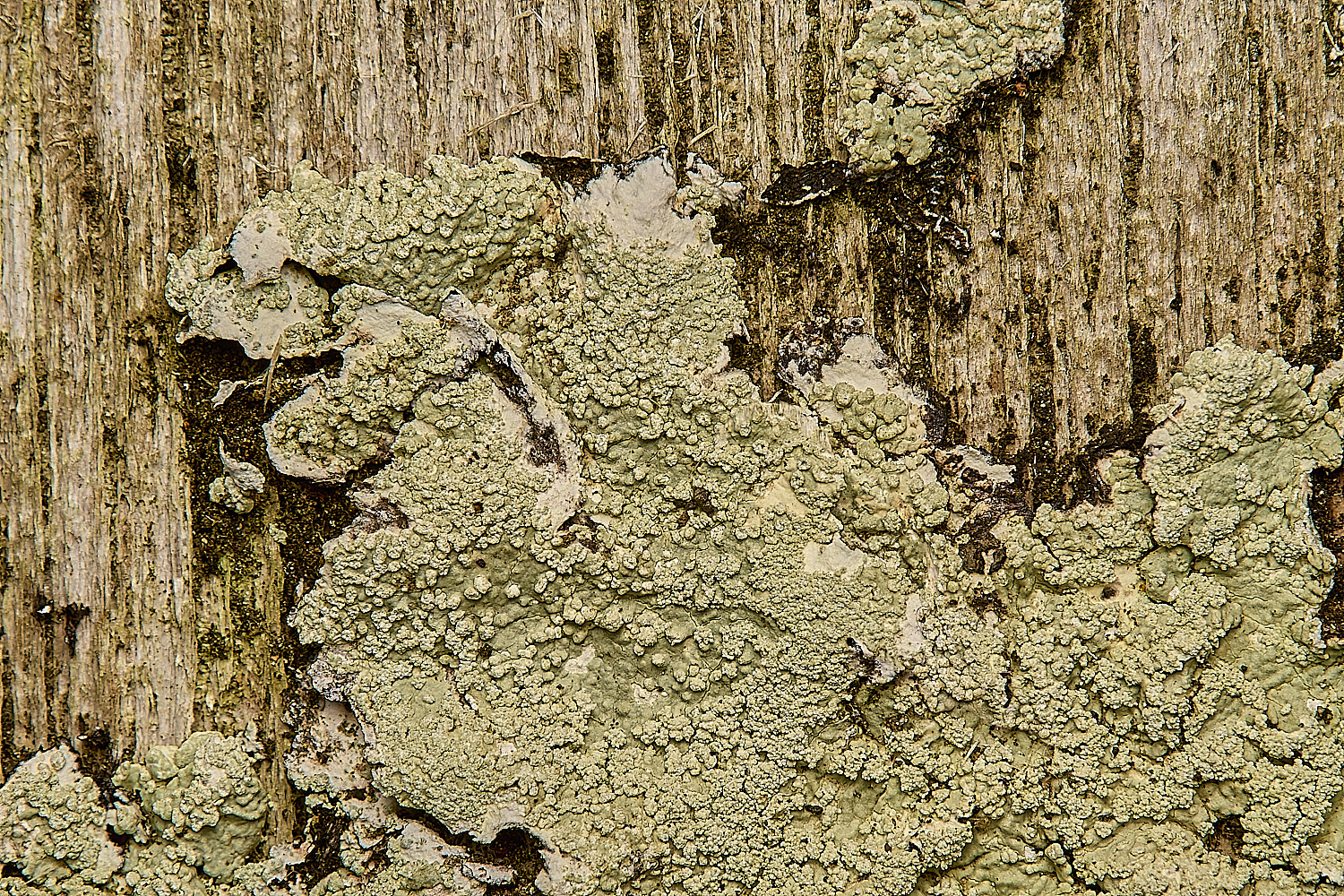 GressenhallLichen6061224-1