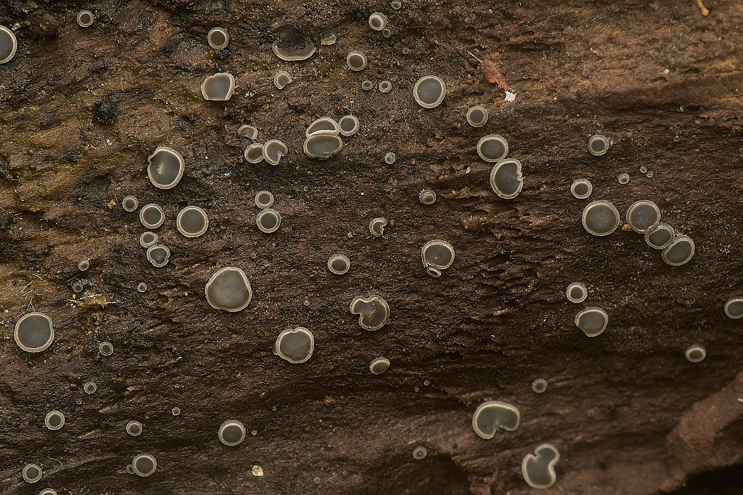 GressenhalllMollisia251024-1