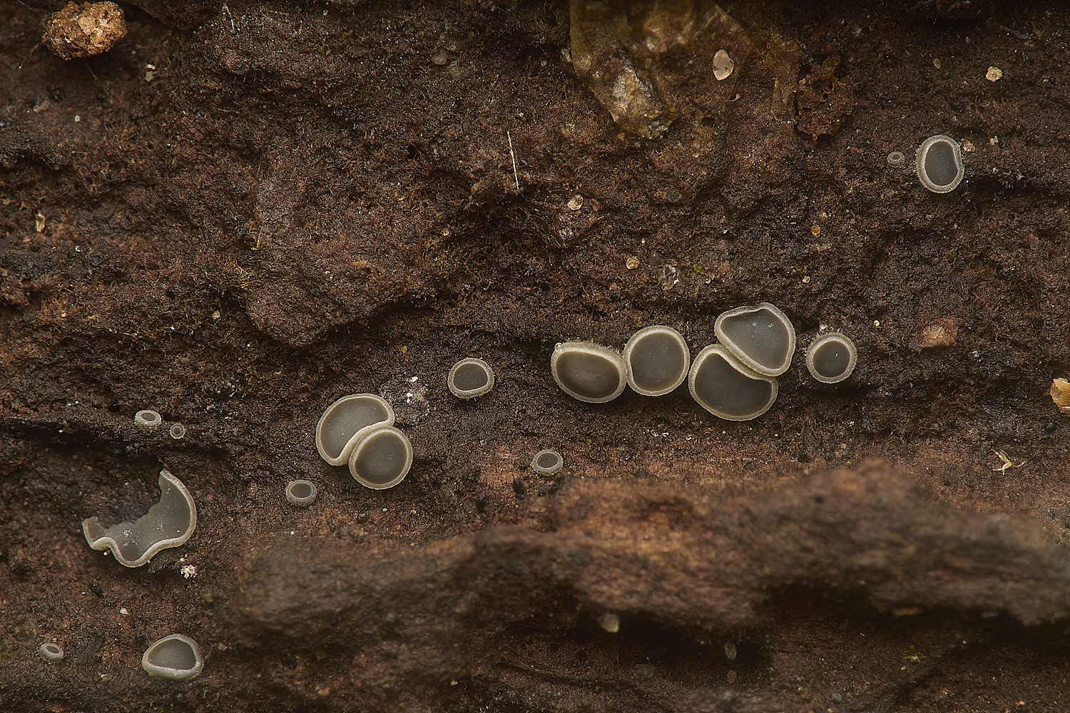 GressenhalllMollisia251024-2