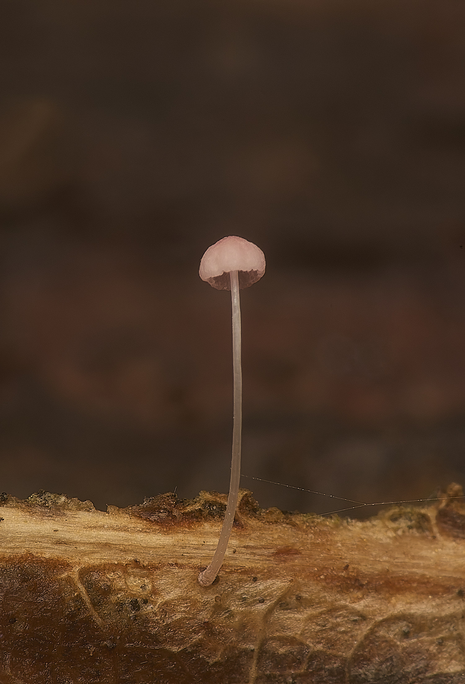 GressenhalllMycena251024-1 1