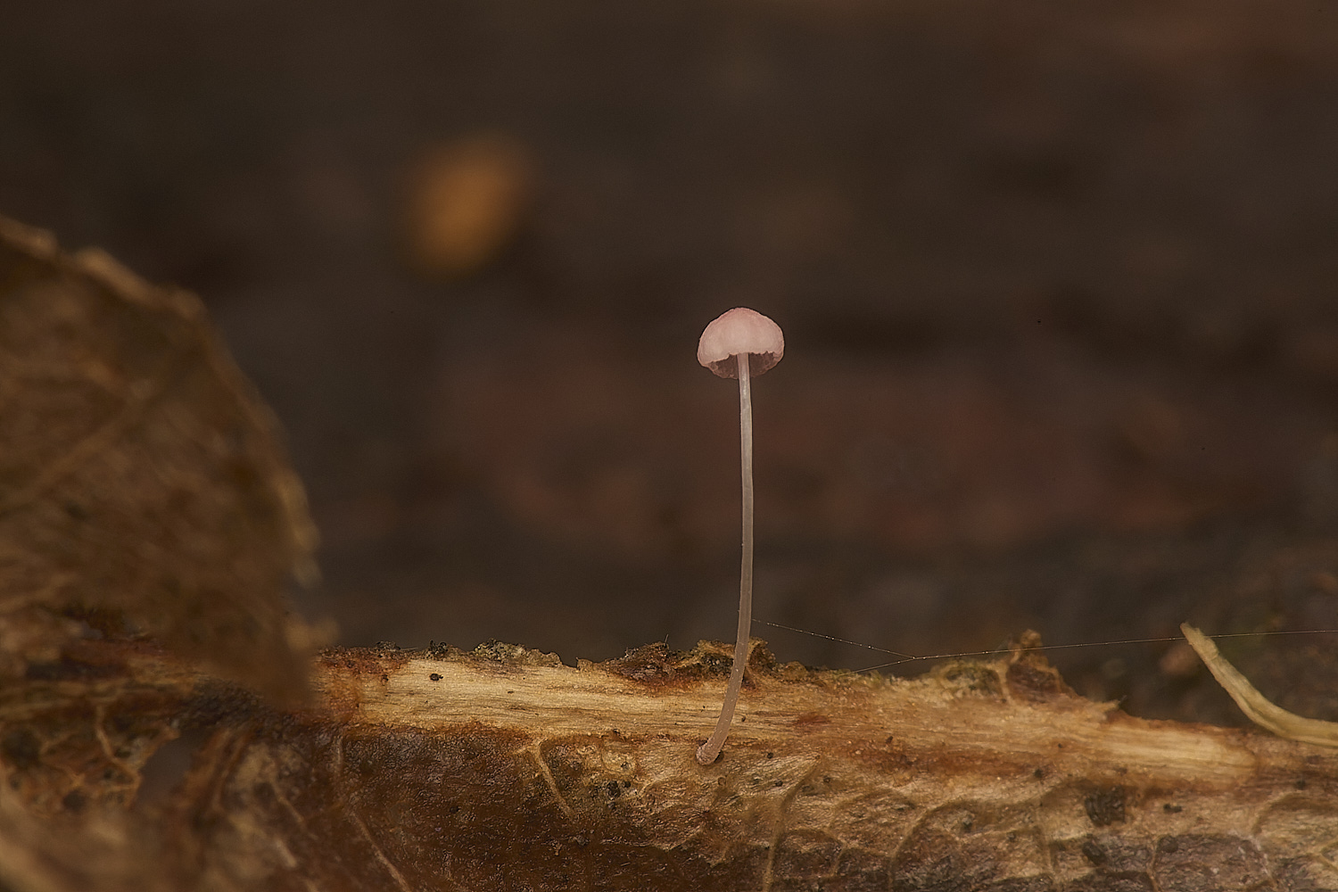 GressenhalllMycena251024-1