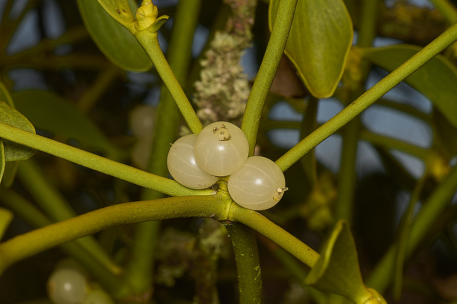 GressenhallMistletoe061224-1