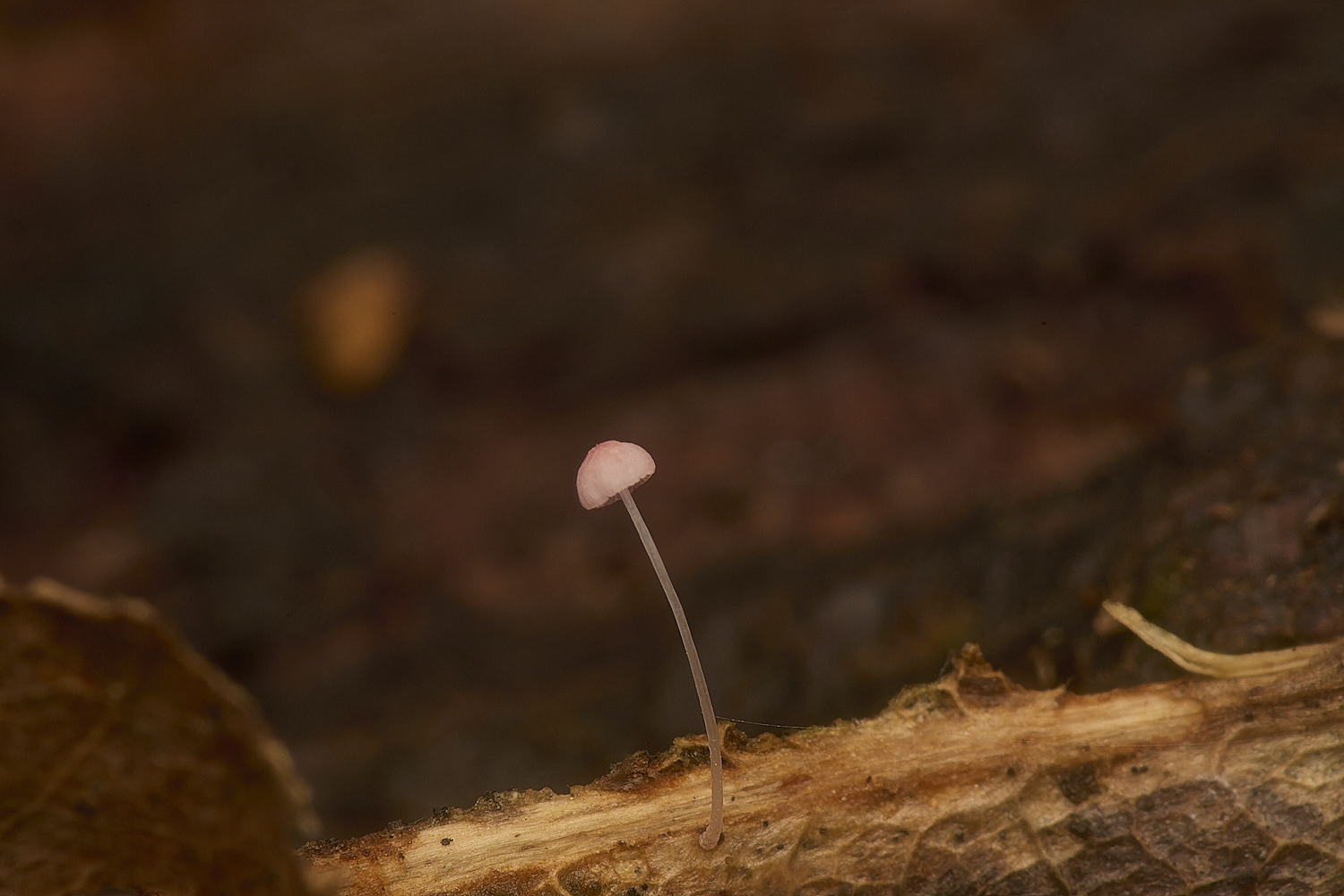 GressenhallMycena251024-2