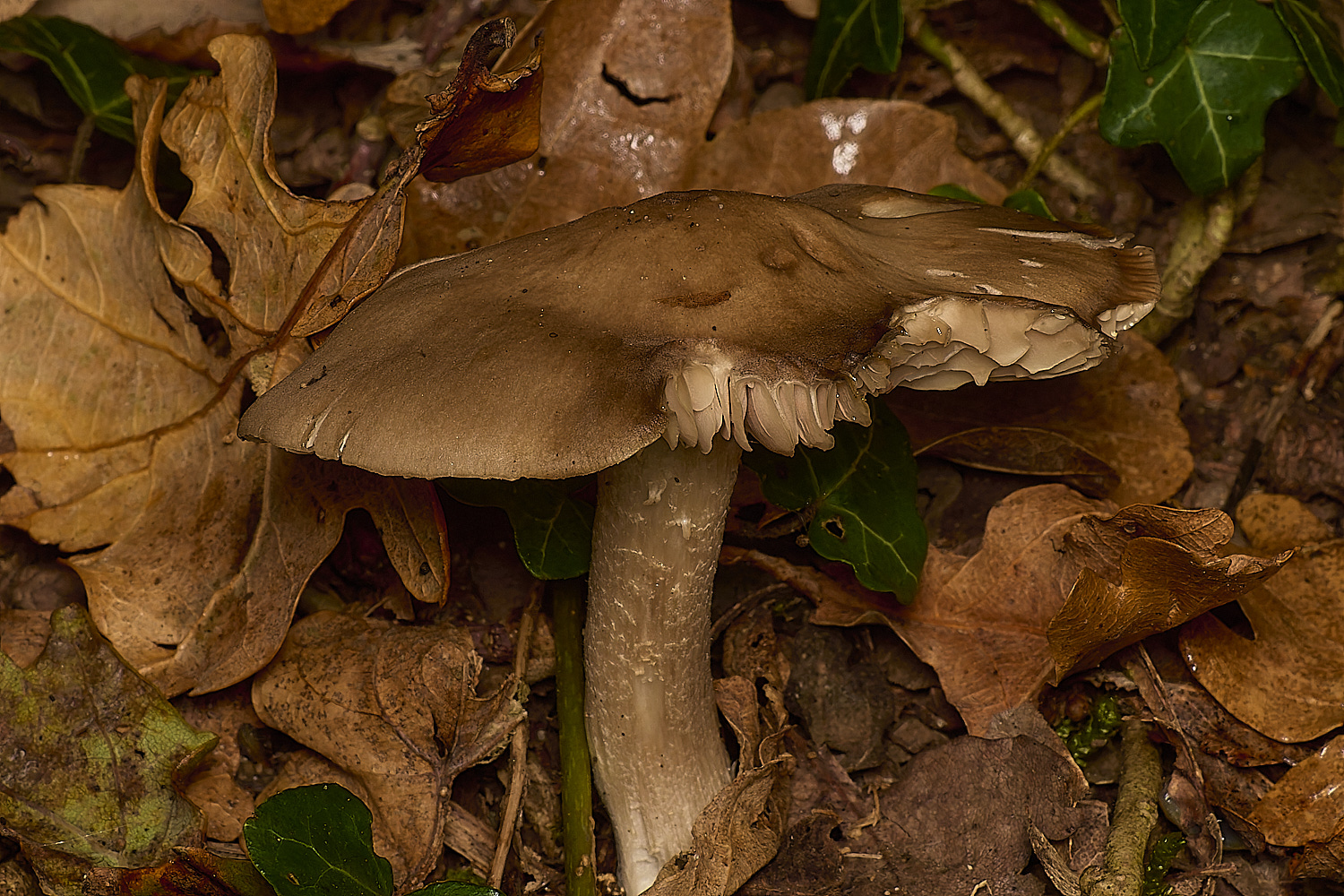 GressenhallWoodPinkgill251024-1