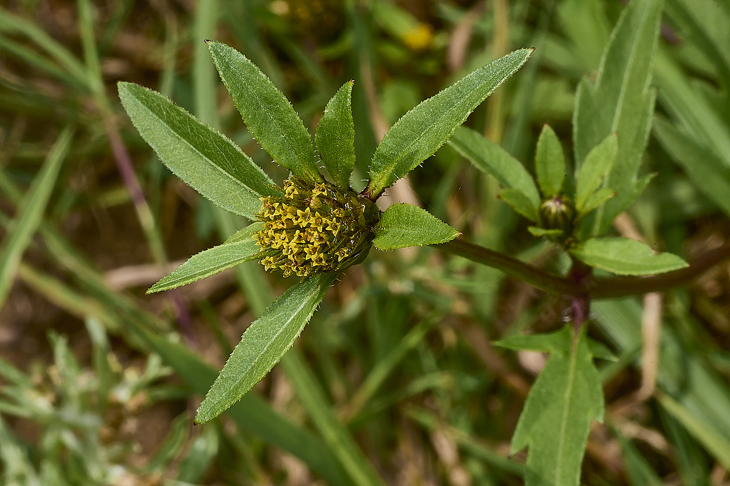 GrimstoneWarrenBidens2280824-1