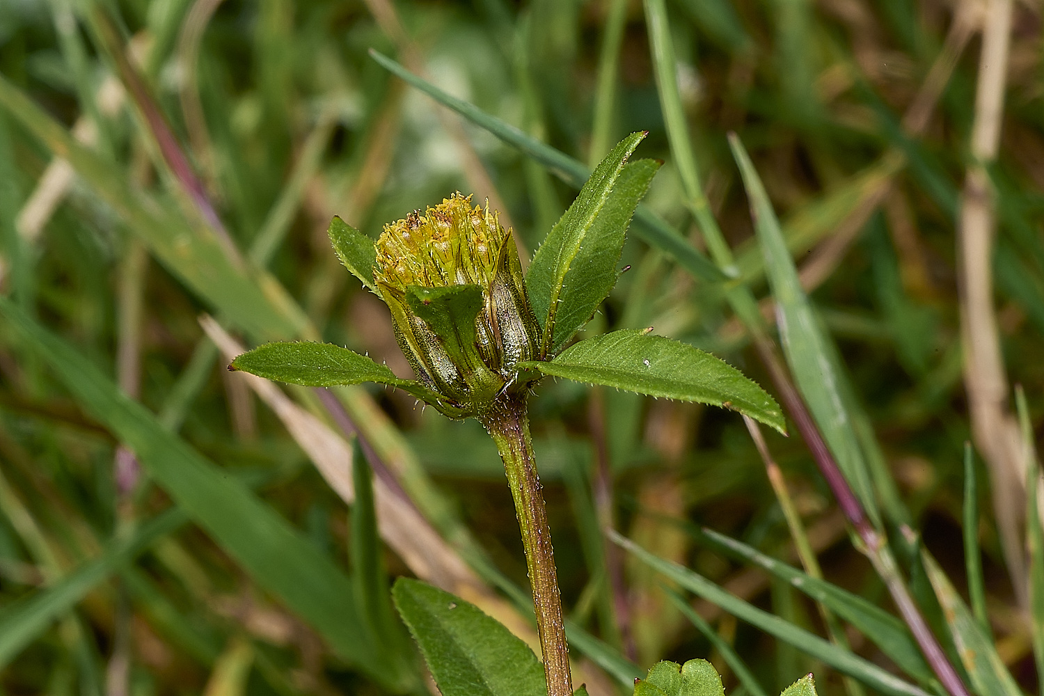 GrimstoneWarrenBidens2280824-2