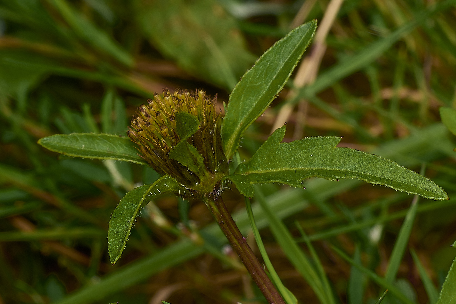 GrimstoneWarrenBidens2280824-3