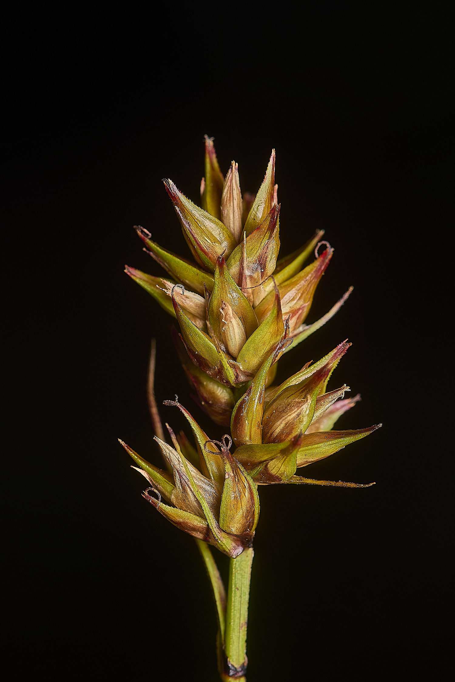 GrimstoneWarrenCarexspicata280824-3