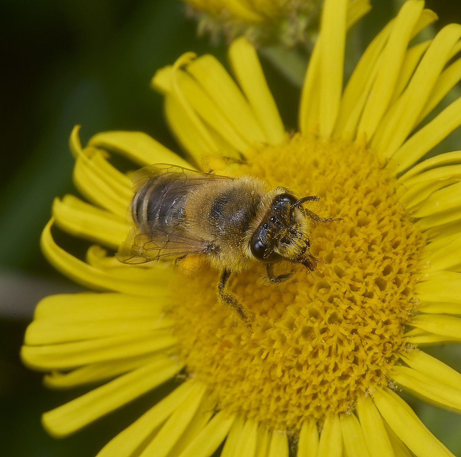 GrimstoneWarrenColletes280824-1