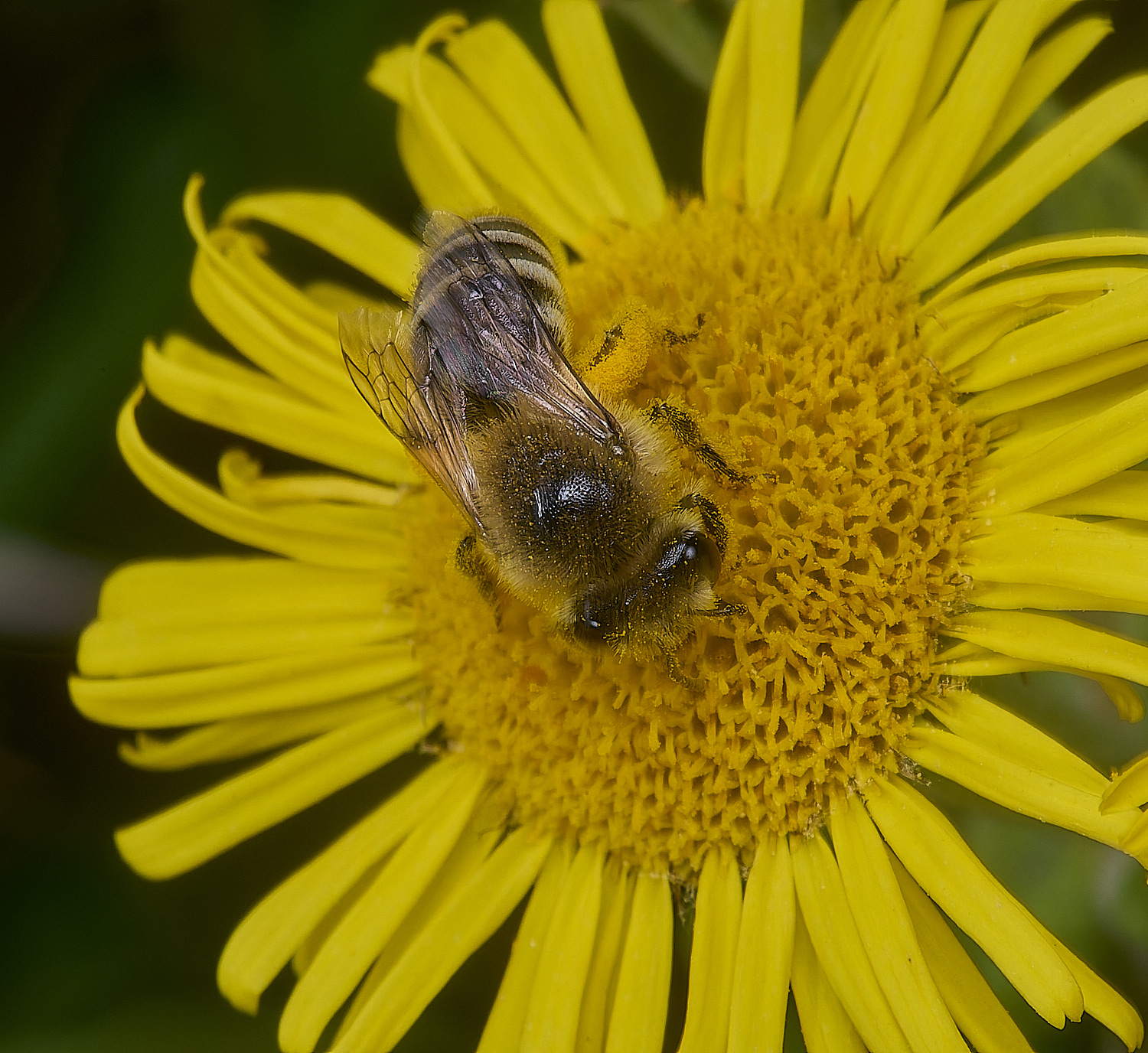 GrimstoneWarrenColletes280824-2