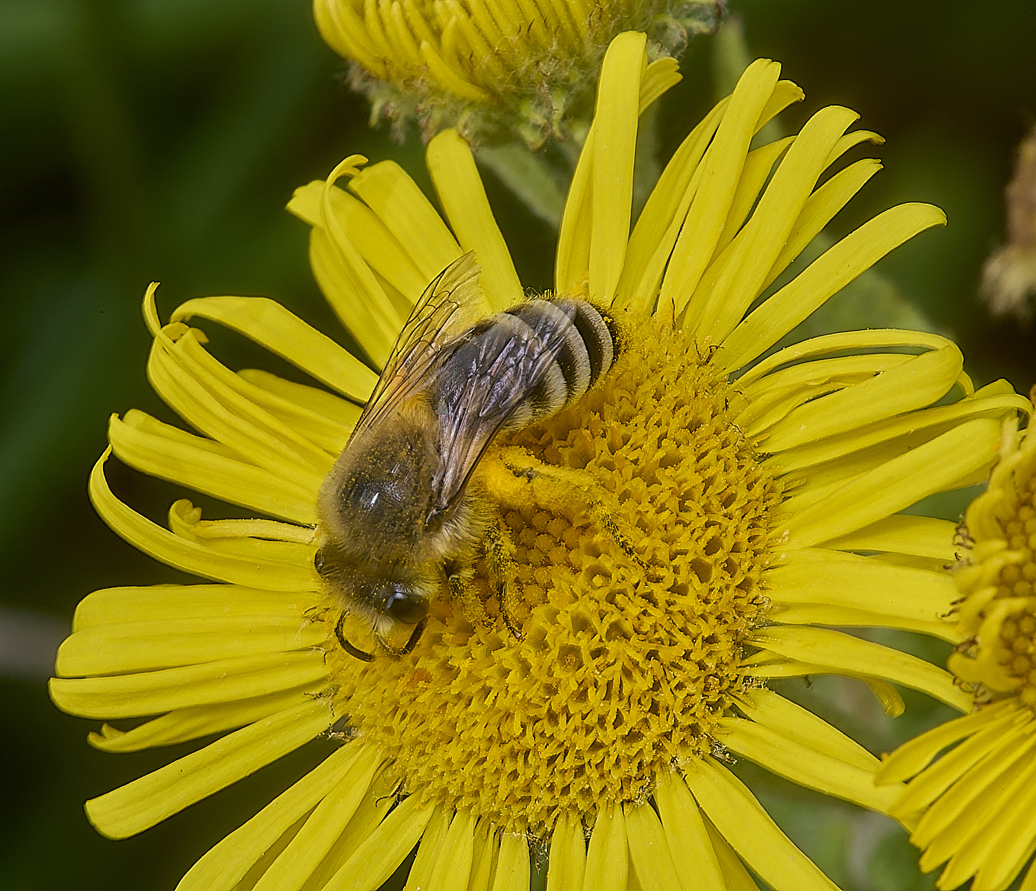 GrimstoneWarrenColletes280824-3