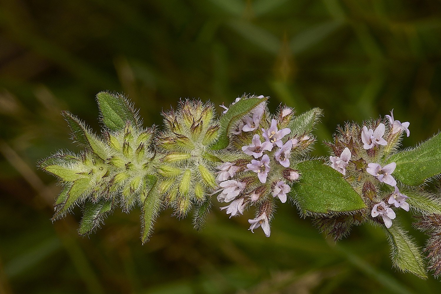 GrimstoneWarrenCrossmint280824-2