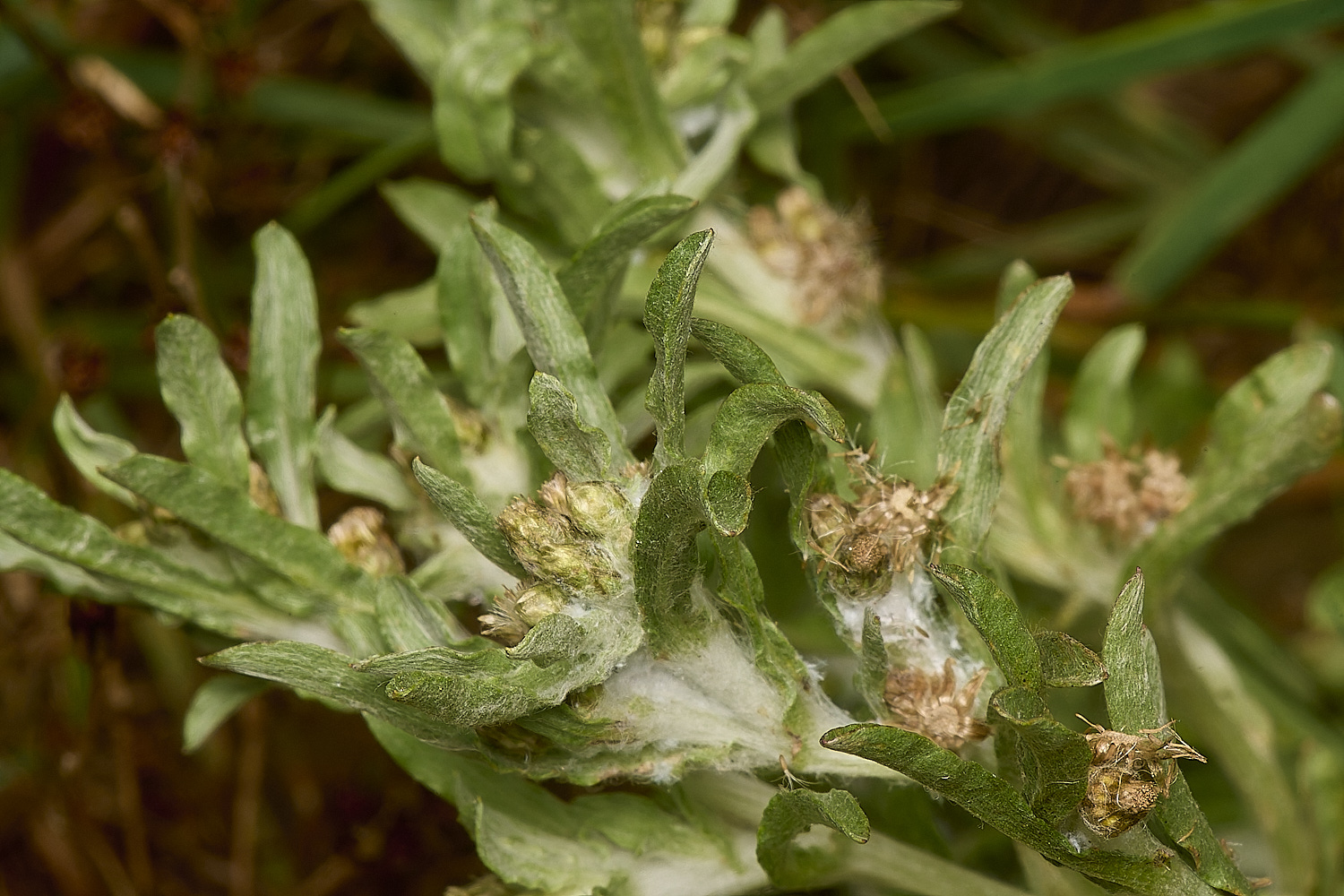 GrimstoneWarrenCudweed280824-1