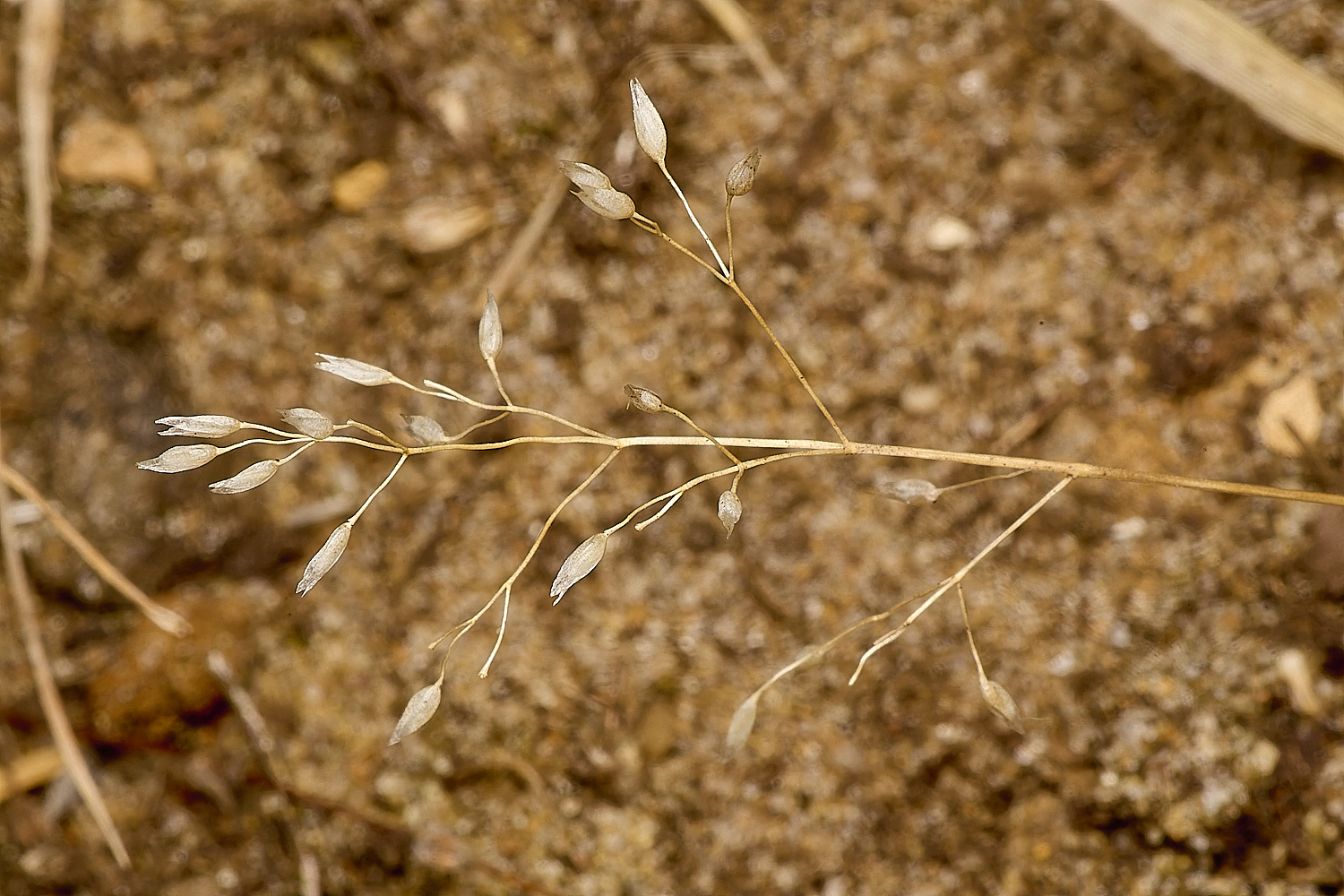 GrimstoneWarrenEarlyHairGrass280824-2