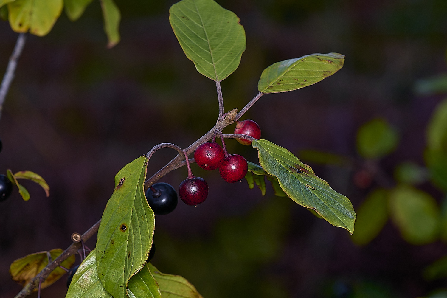 GrimstoneWarrenFalnus280824-1