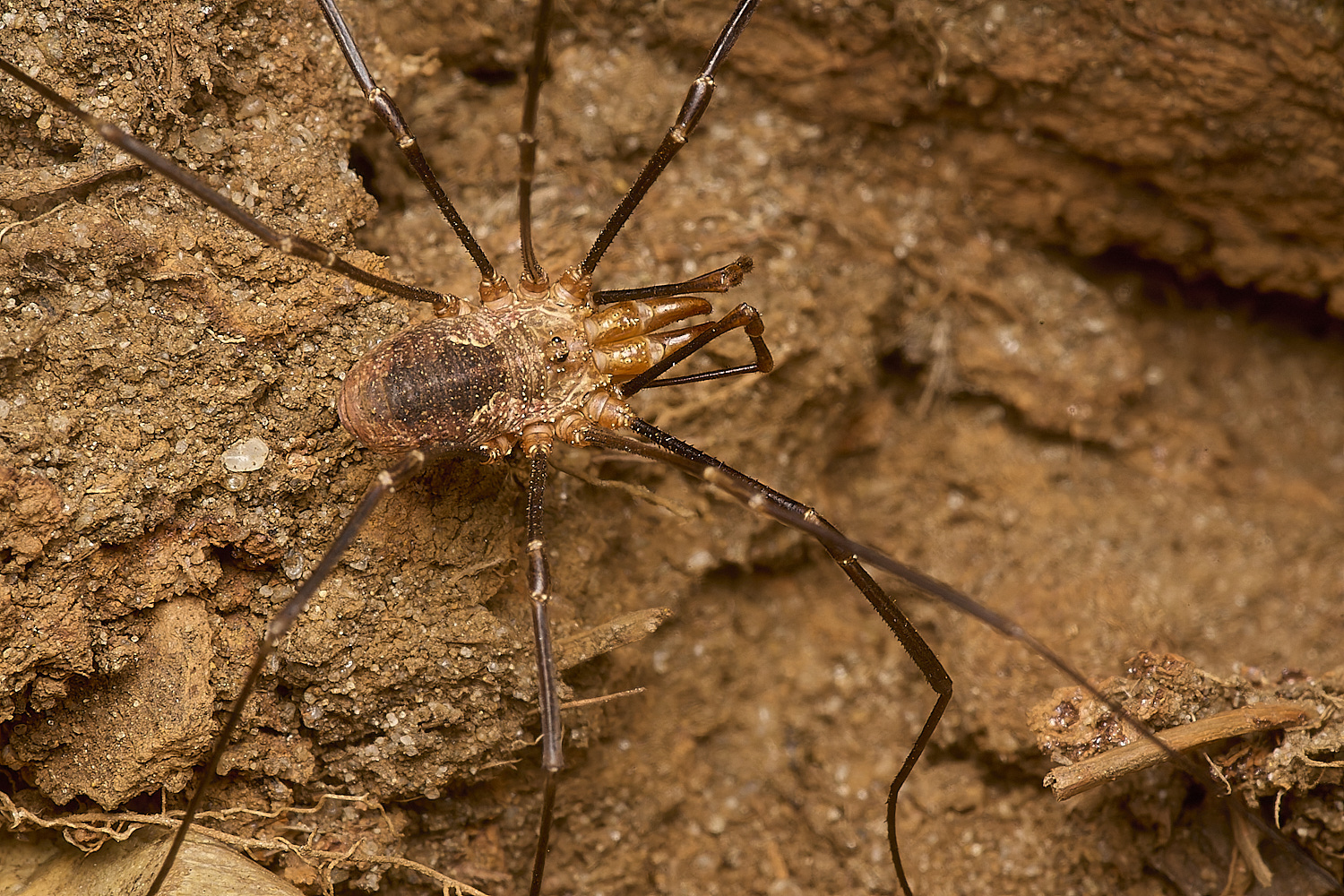 GrimstoneWarrenHarvestmen2280824-1