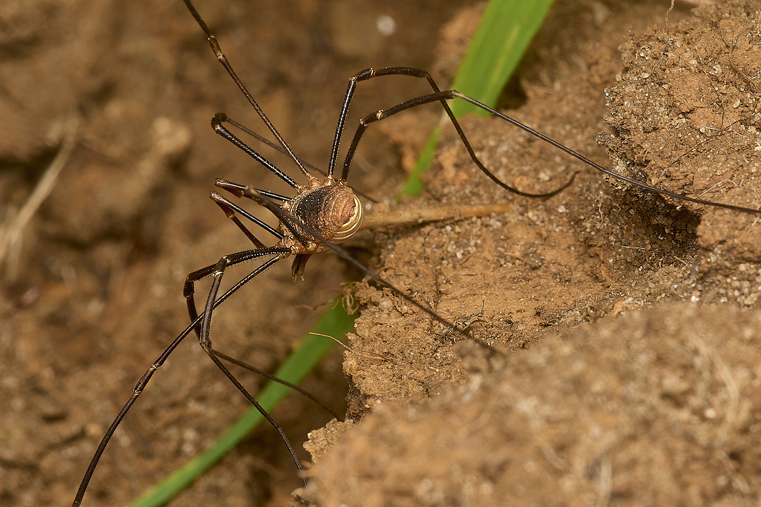 GrimstoneWarrenHarvestmen2280824-2