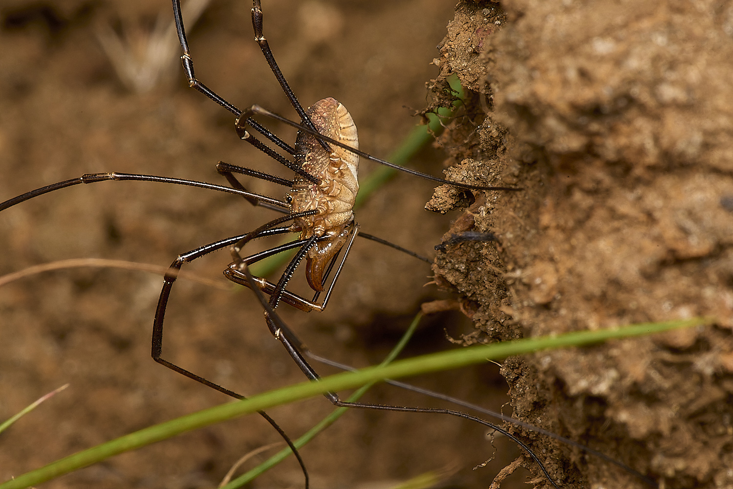 GrimstoneWarrenHarvestmen2280824-3