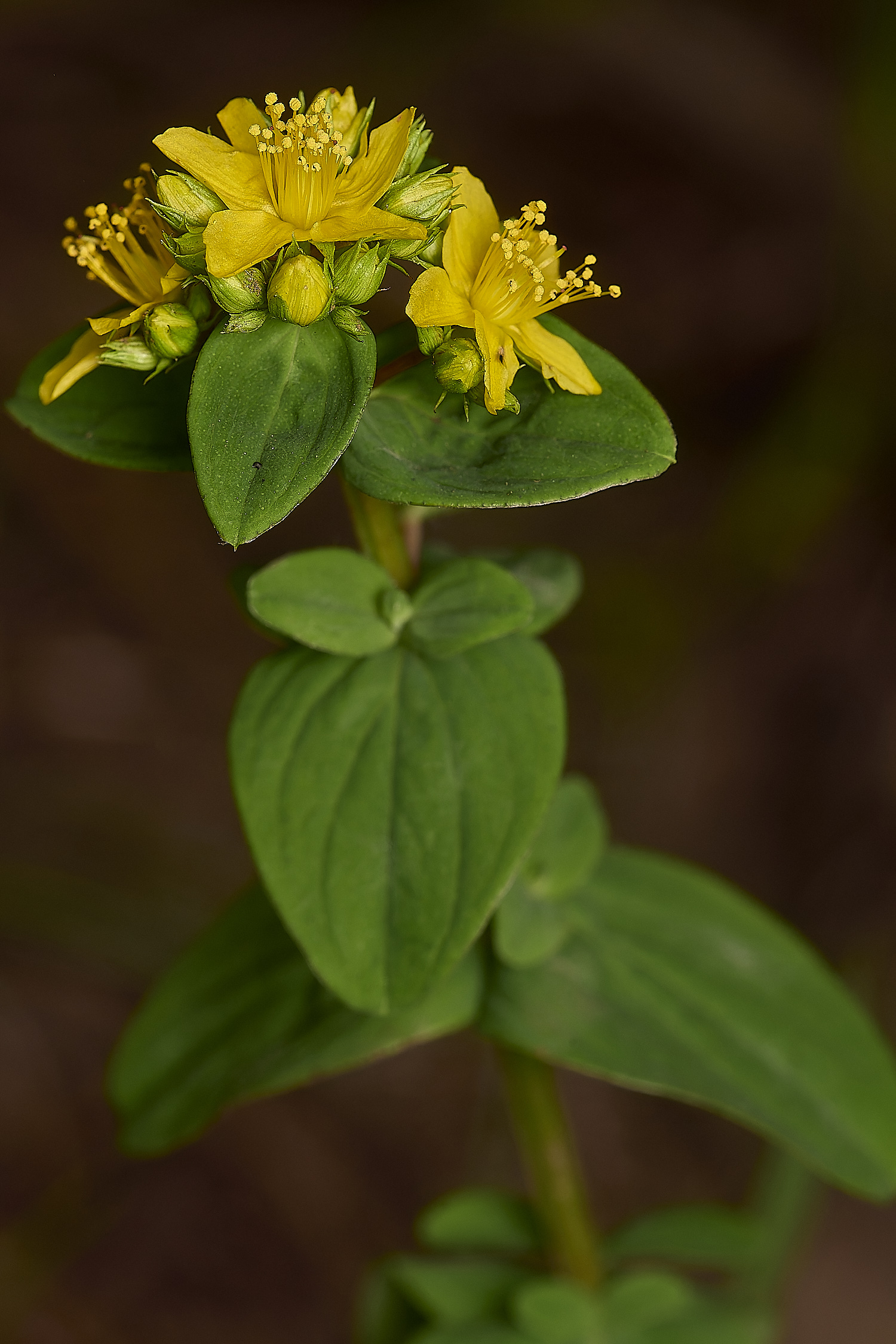 GrimstoneWarrenHypericum280824-2