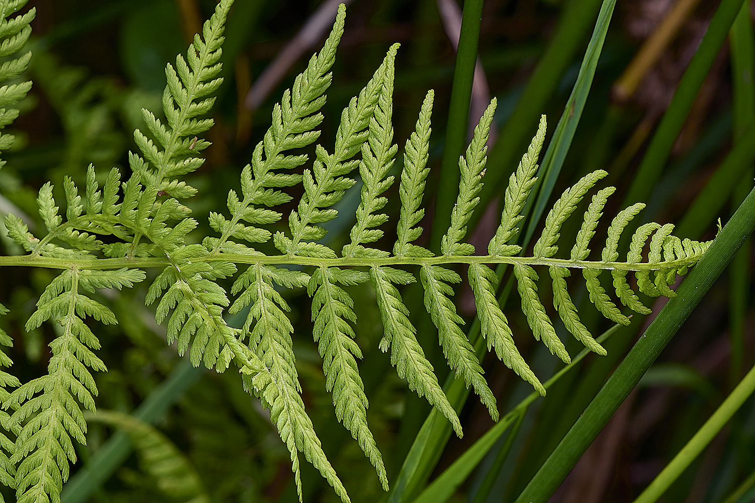 GrimstoneWarrenLadyFern280824-2