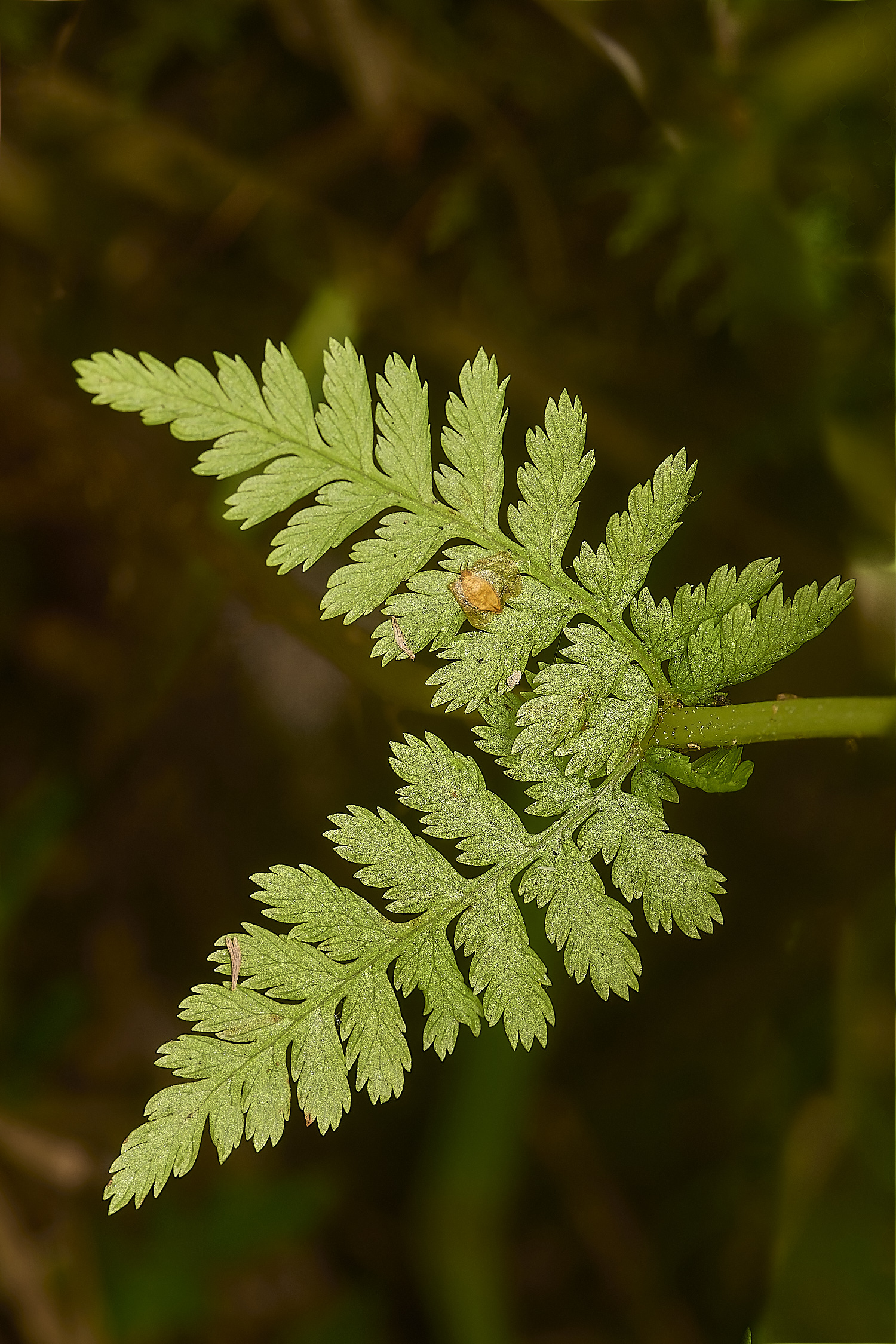 GrimstoneWarrenLadyFern280824-3