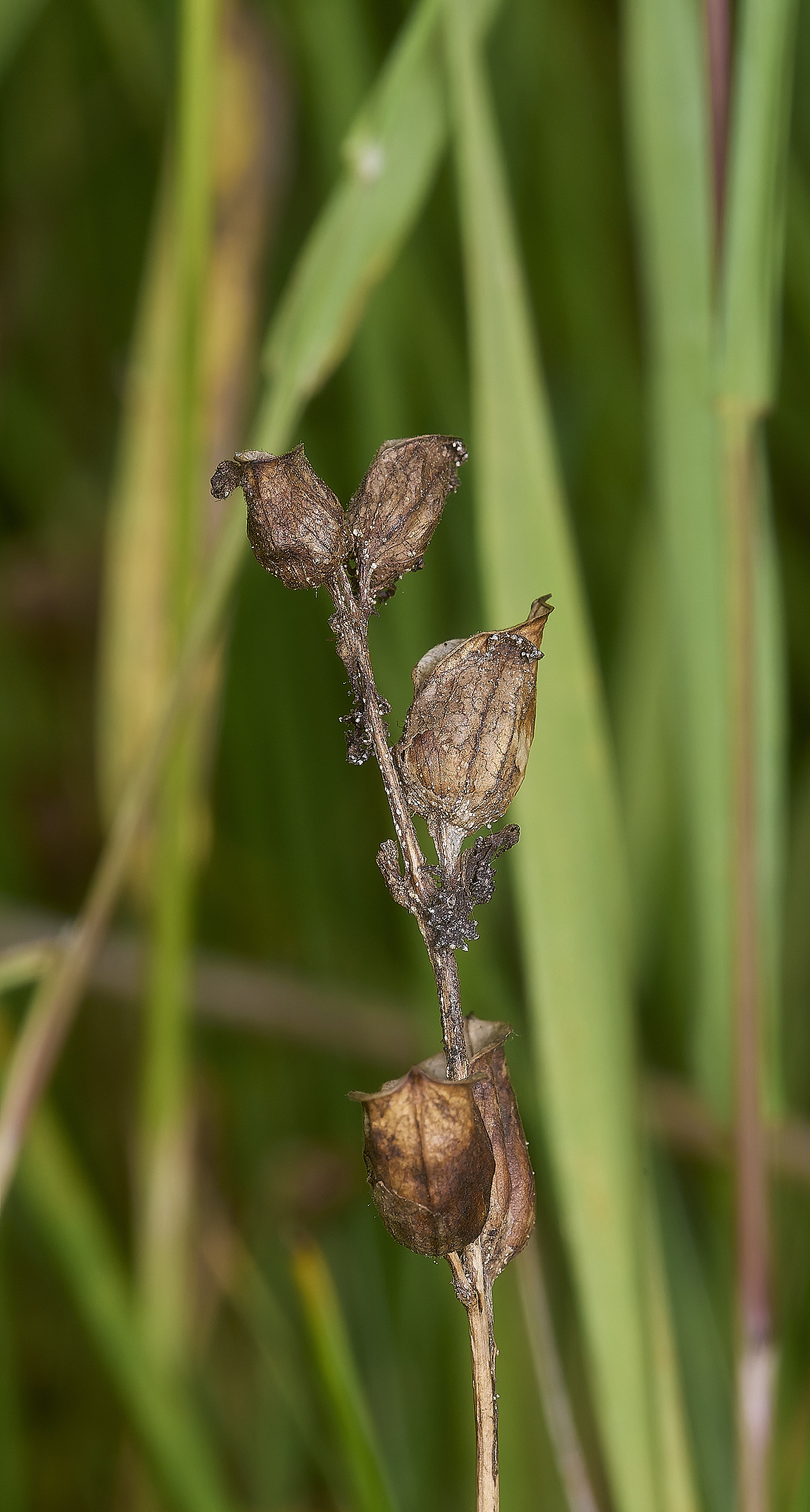 GrimstoneWarrenLousewort280824-2