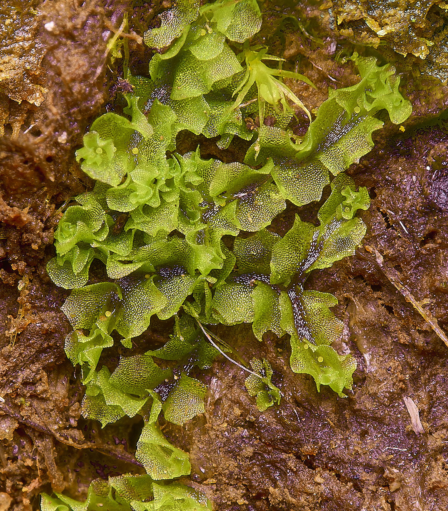 GrimstoneWarrenMoss280824-2