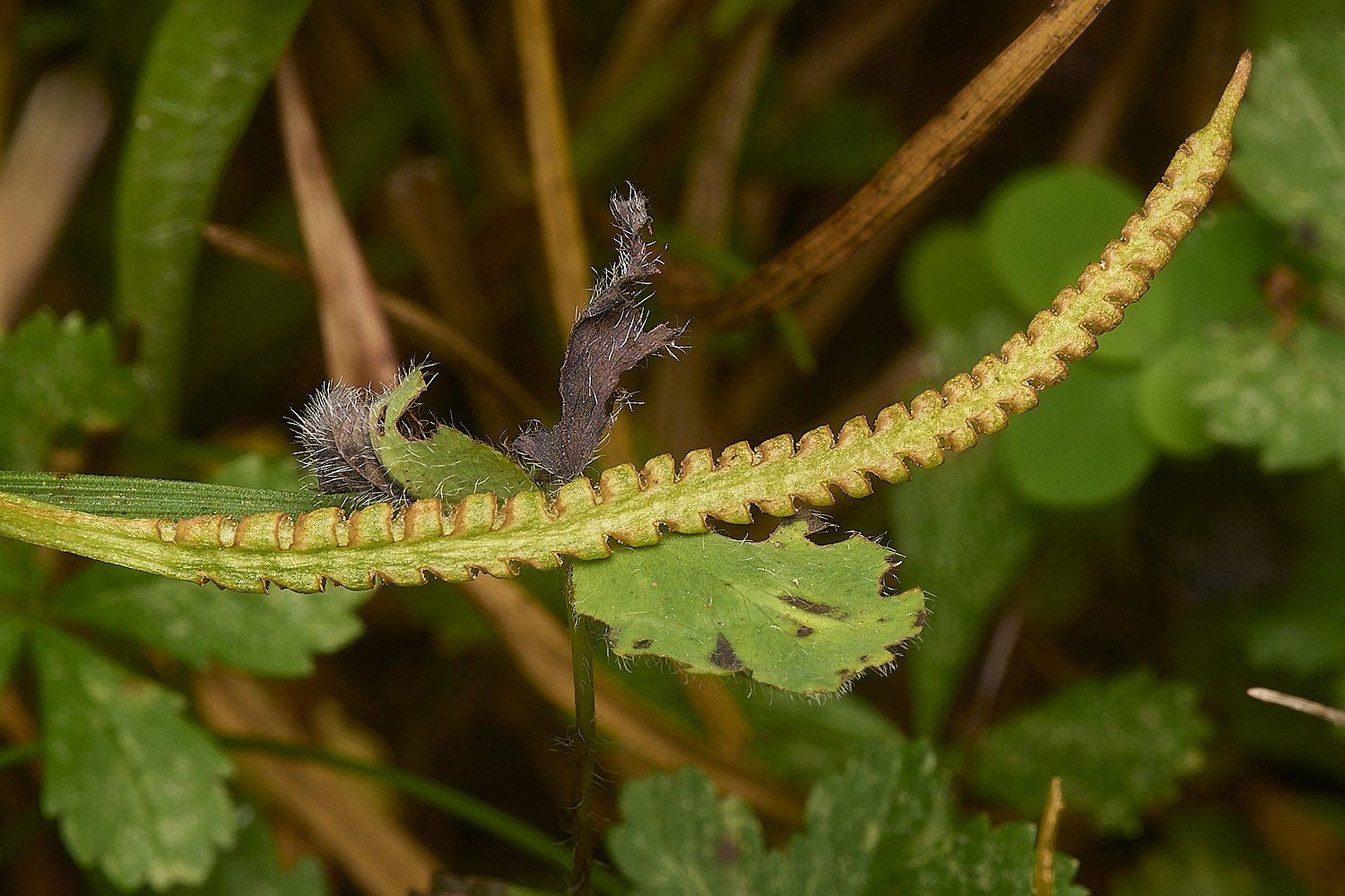 GrimstoneWarrenOphioglossum280824-1