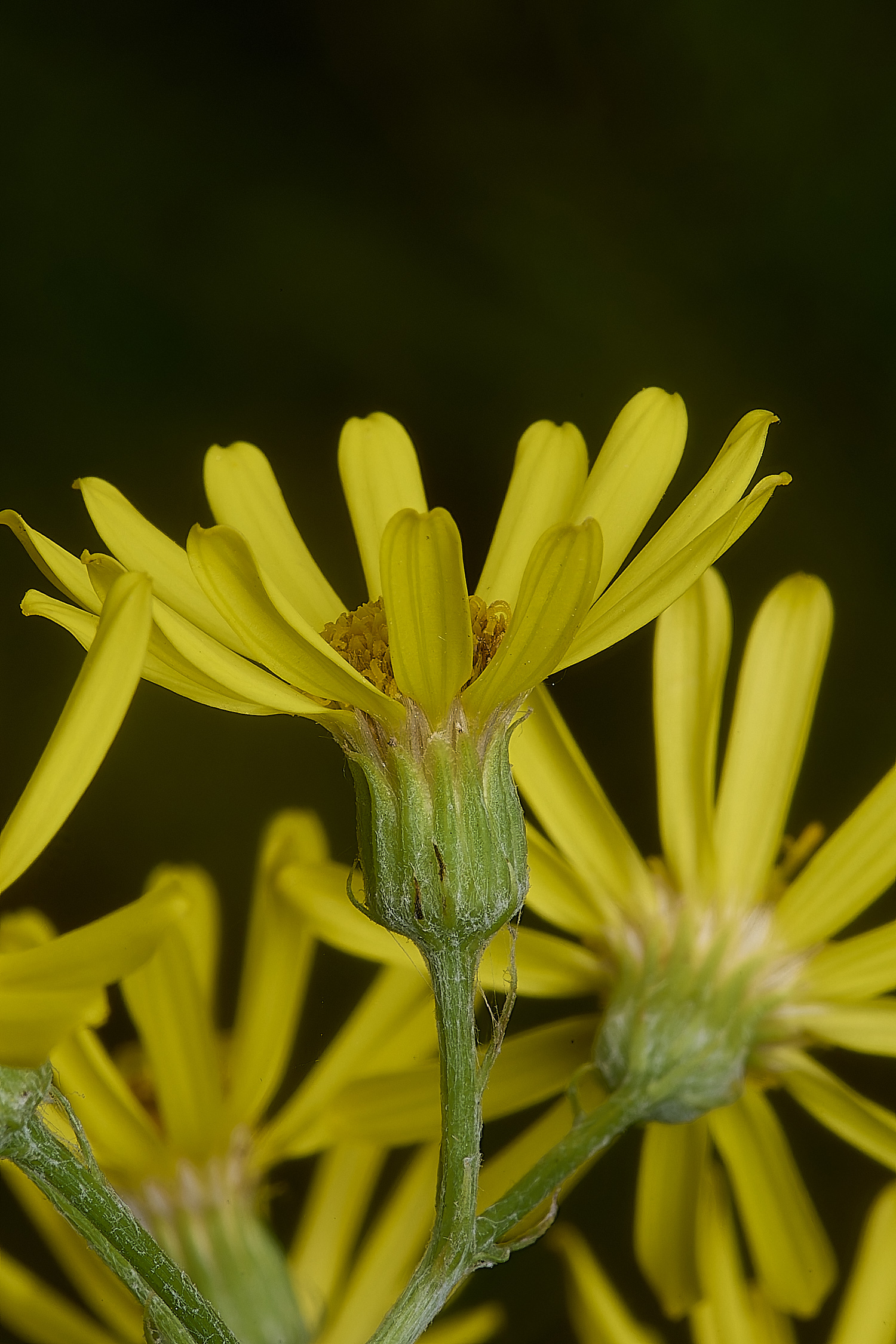 GrimstoneWarrenRagwort280824-2