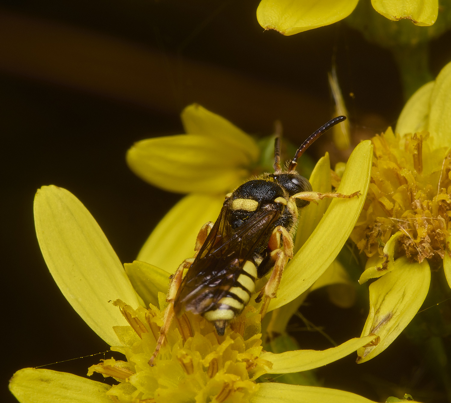 GrimstoneWarrenRuficornus280824-4