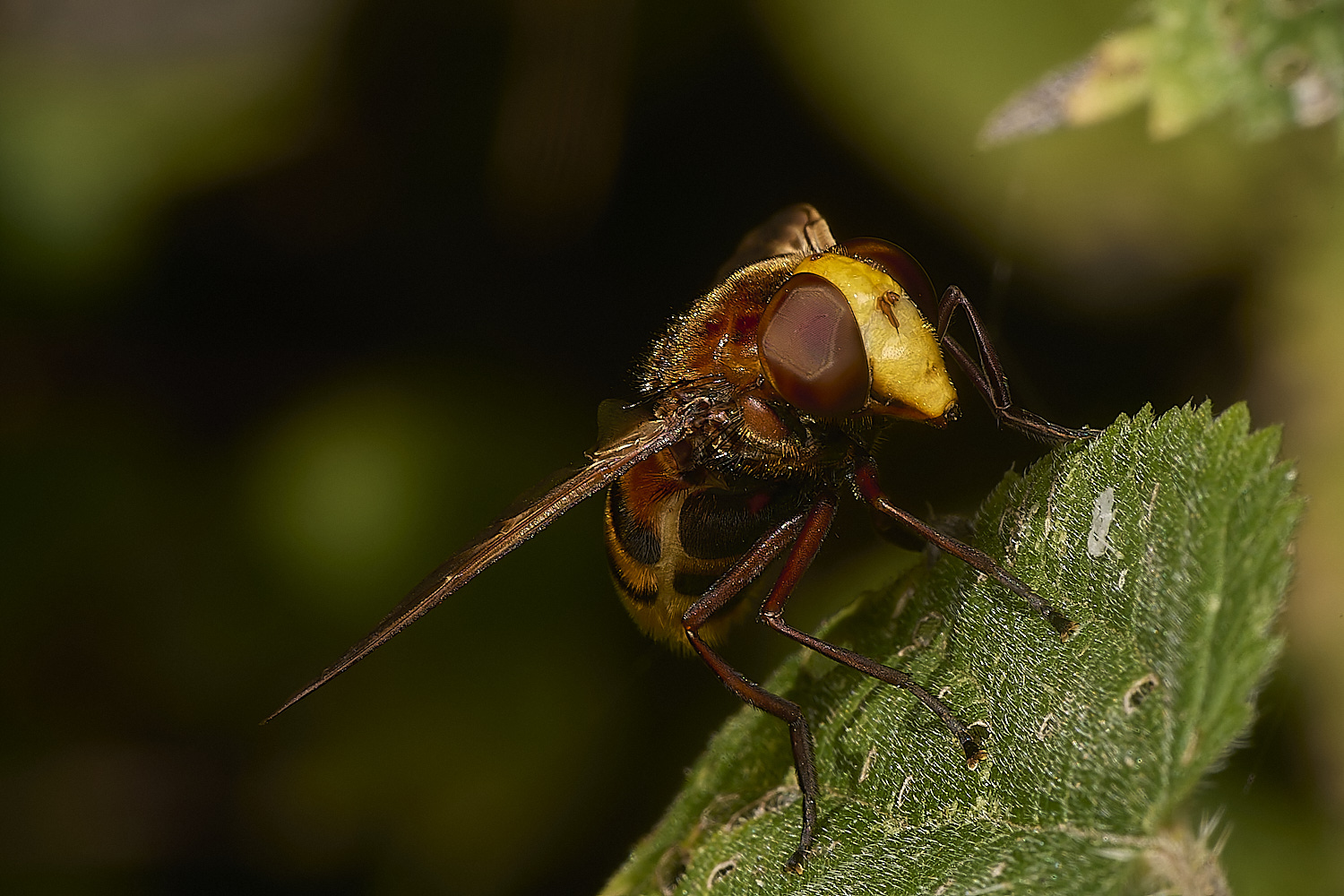 GrimstoneWarrenZonaria280824-1