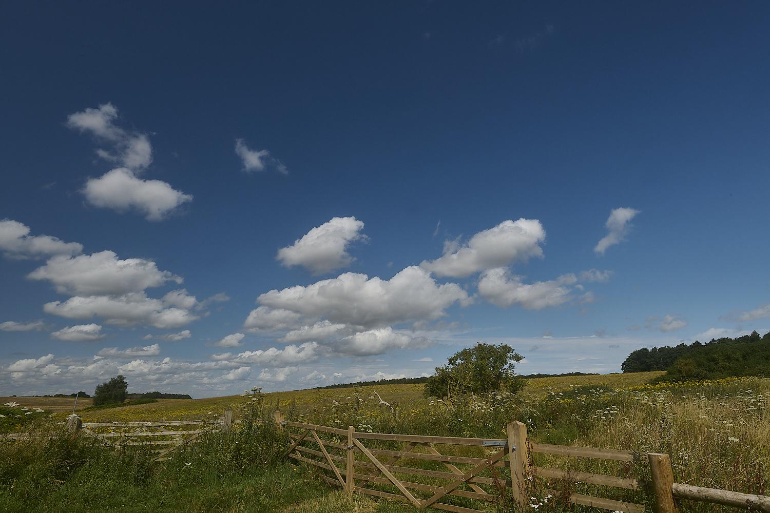 GrimstonHeath270724-1-NEF- 1