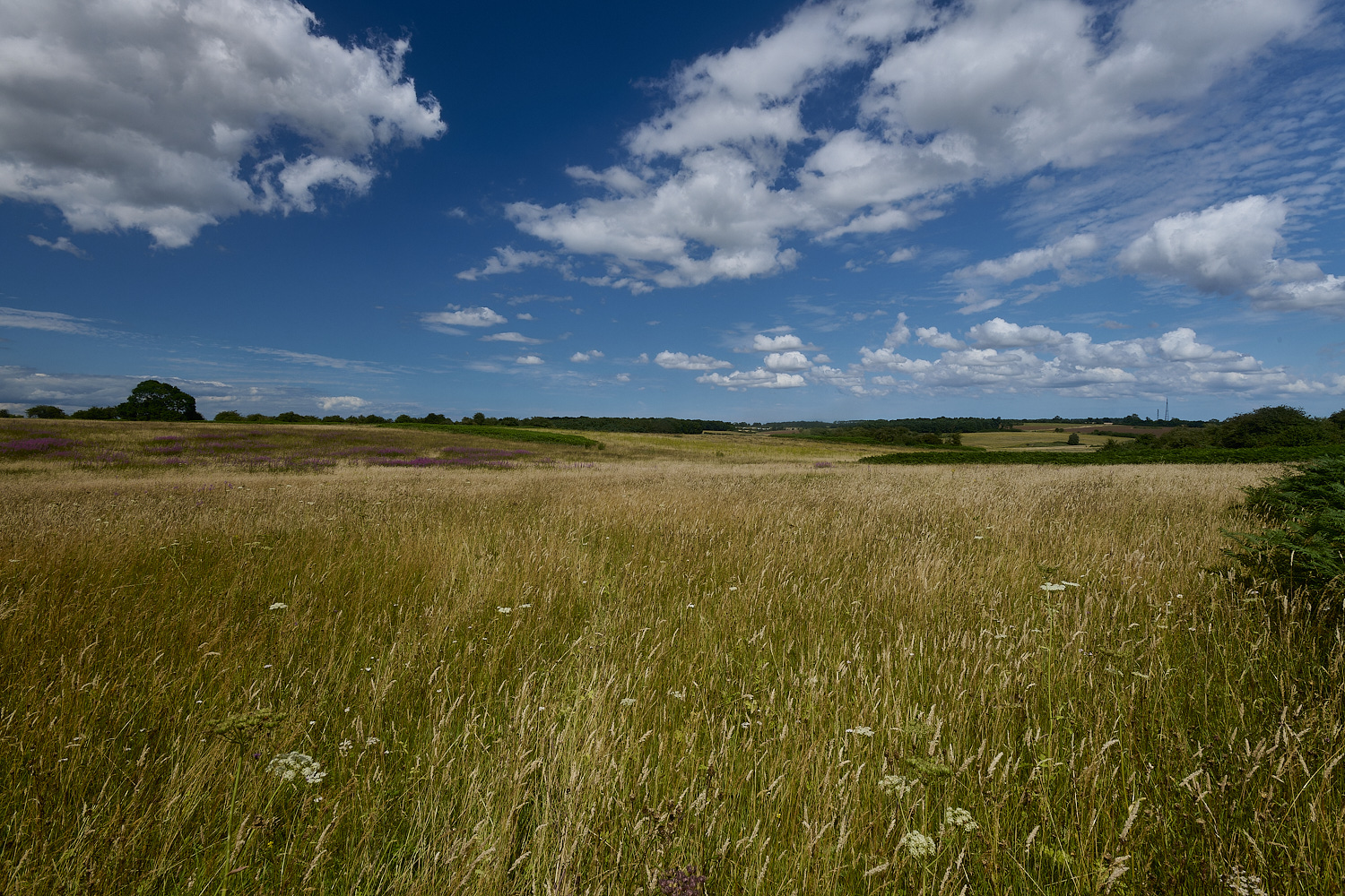 GrimstonHeath270724-10-NEF-