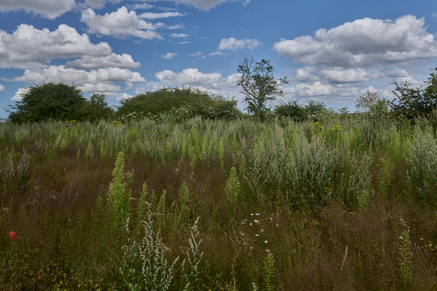 GrimstonHeath270724-17-NEF-