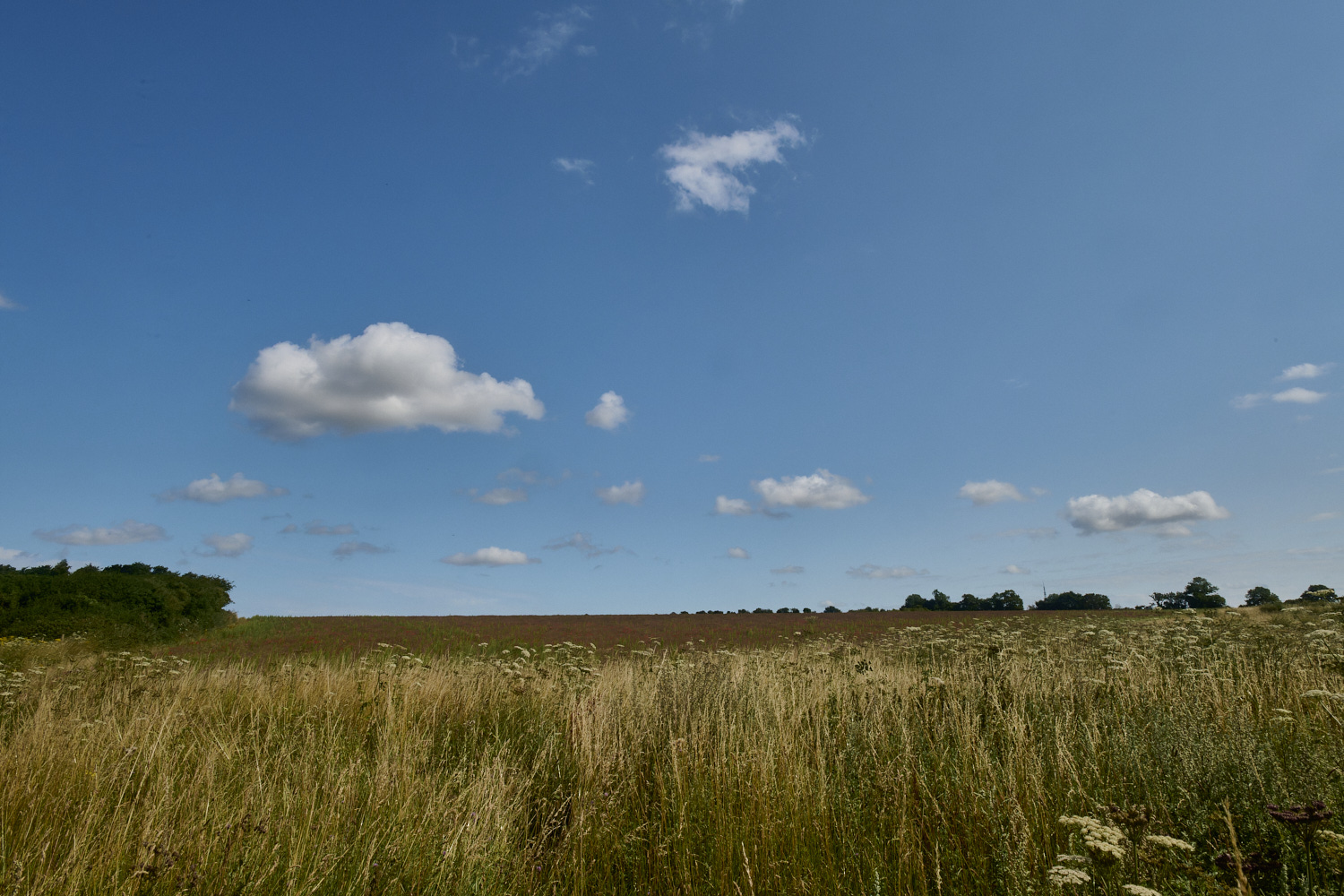 GrimstonHeath270724-2-NEF- 1