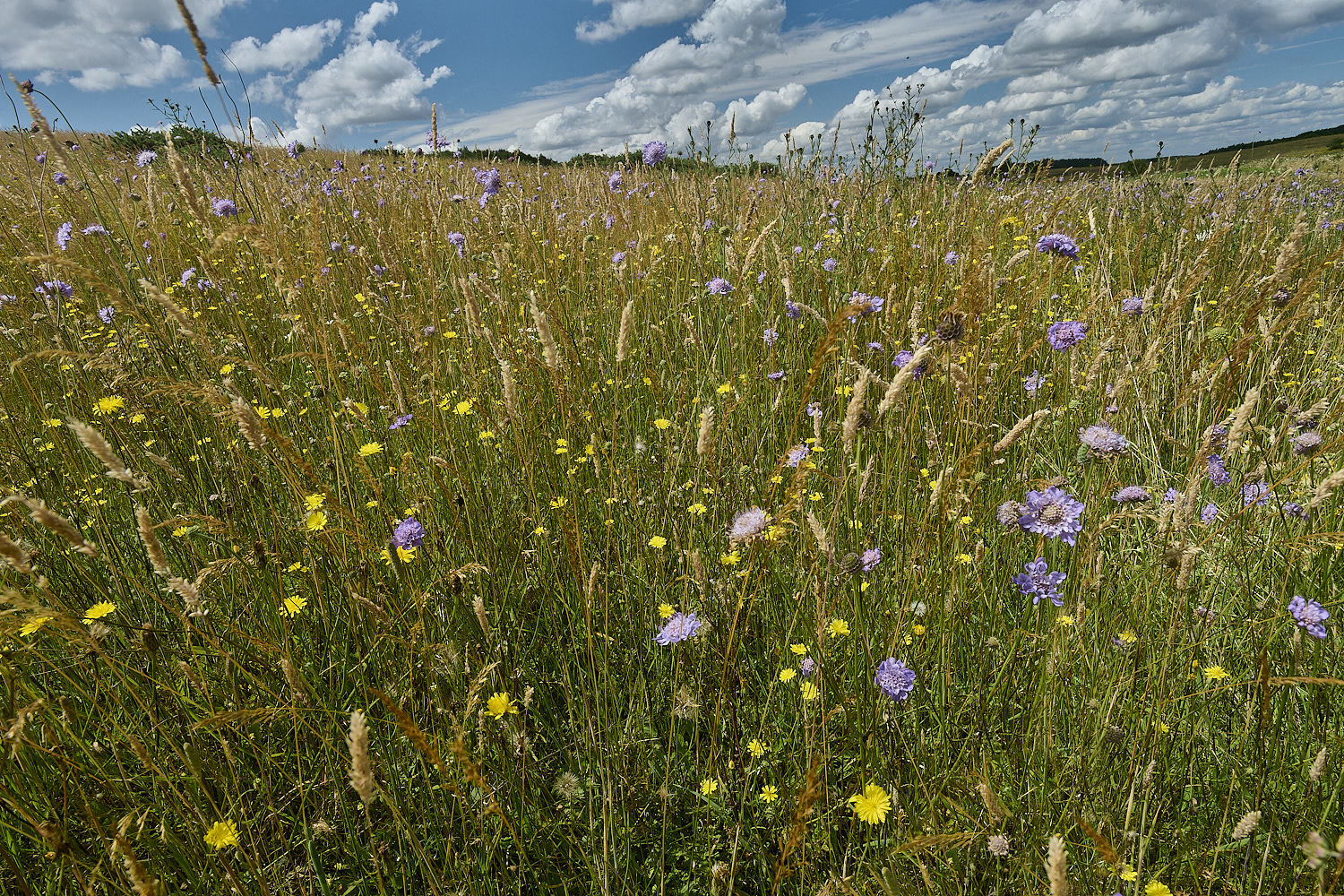 GrimstonHeath270724-5-NEF-