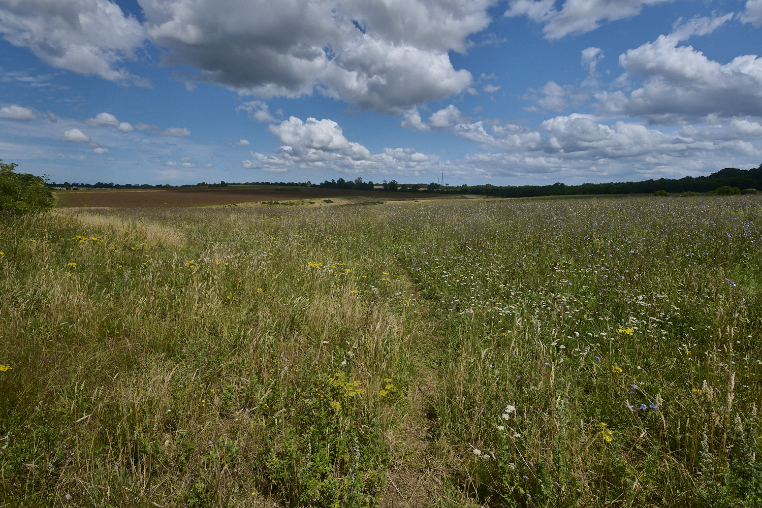 GrimstonHeath270724-6-NEF-