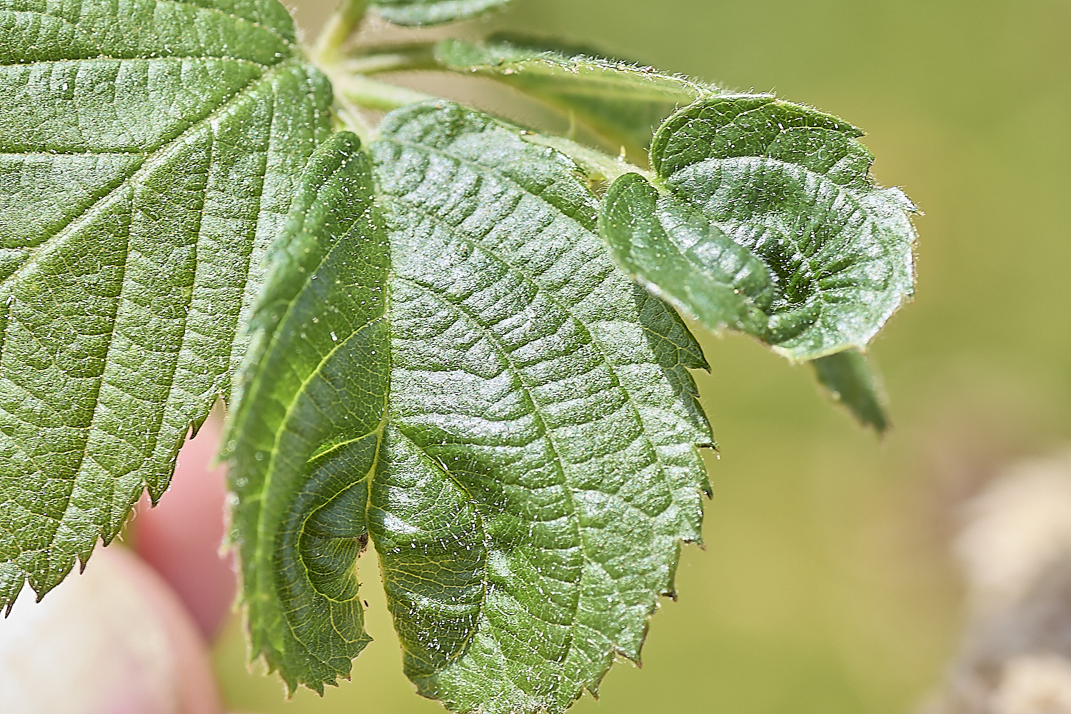 GrimstonHeathBramble270724-1-NEF-