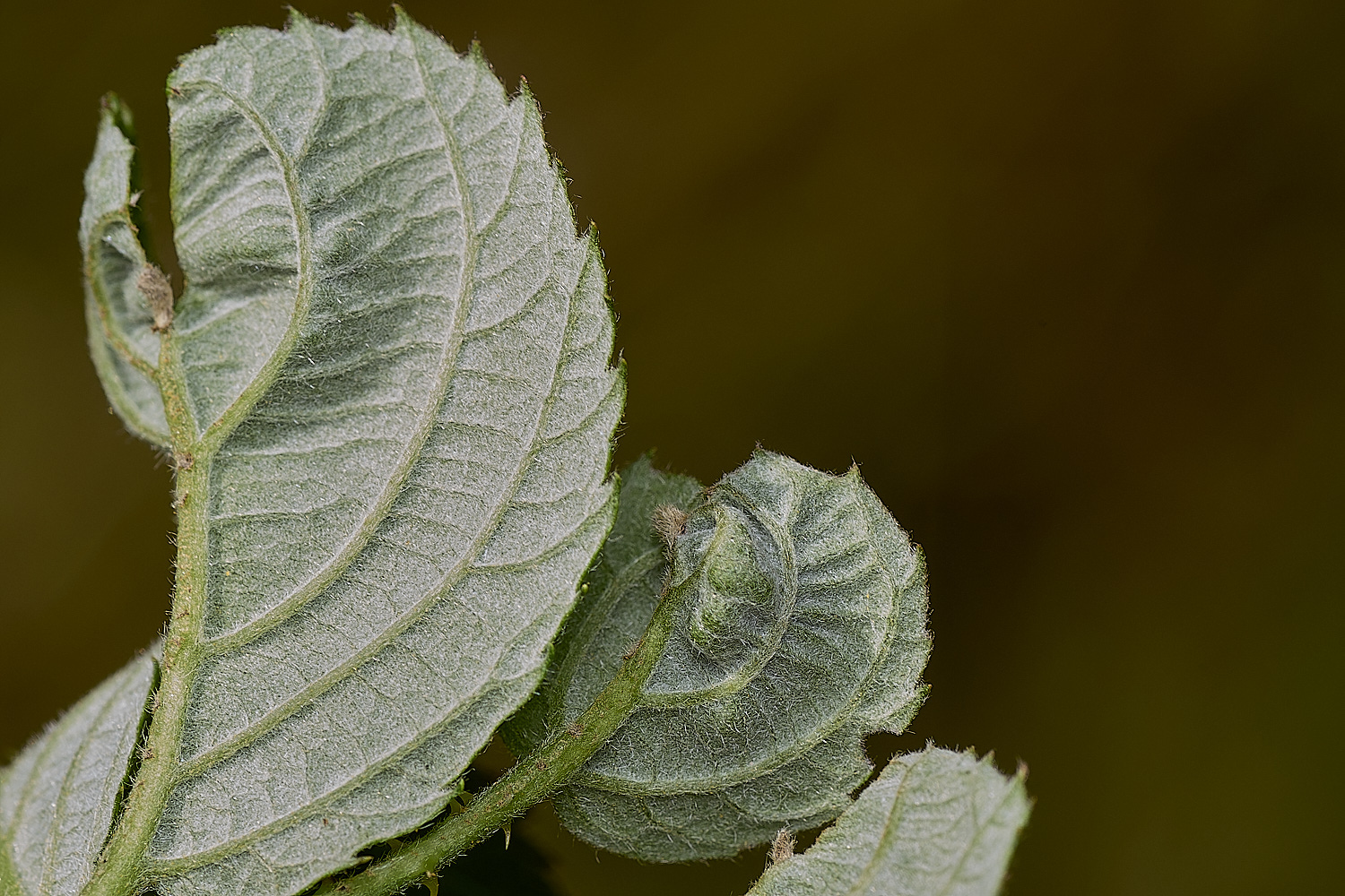 GrimstonHeathBramble270724-2-NEF-