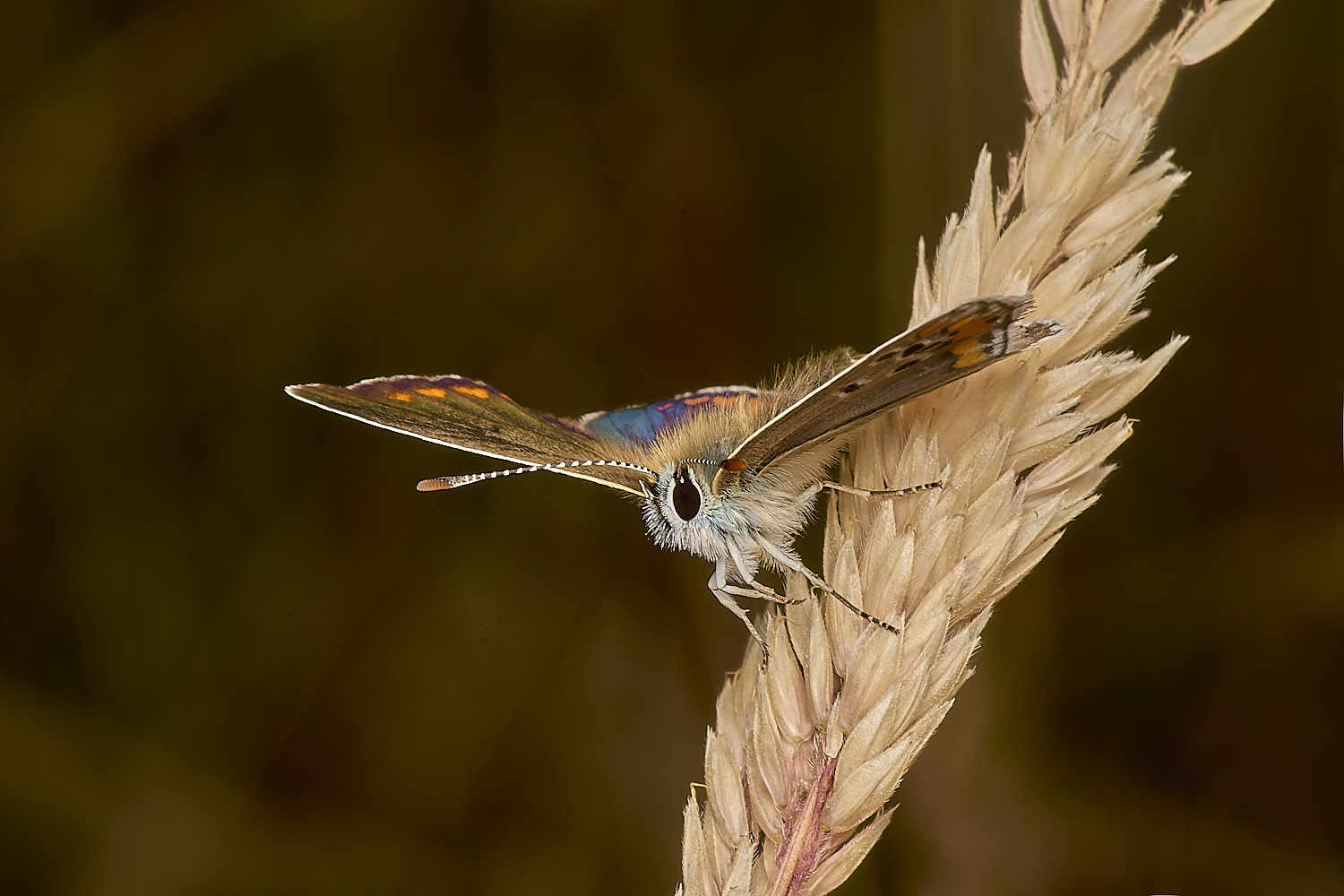 GrimstonHeathBrownArgus270724-1-NEF-