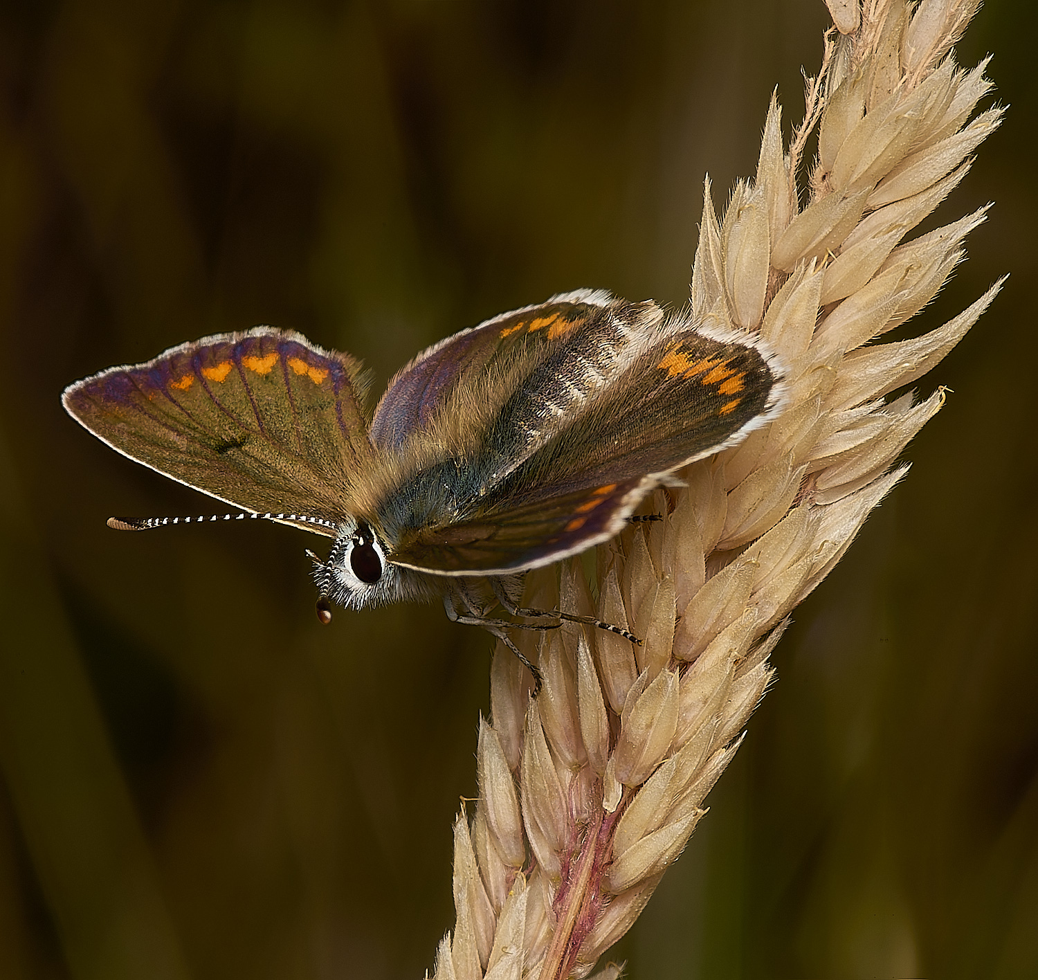 GrimstonHeathBrownArgus270724-2-NEF-