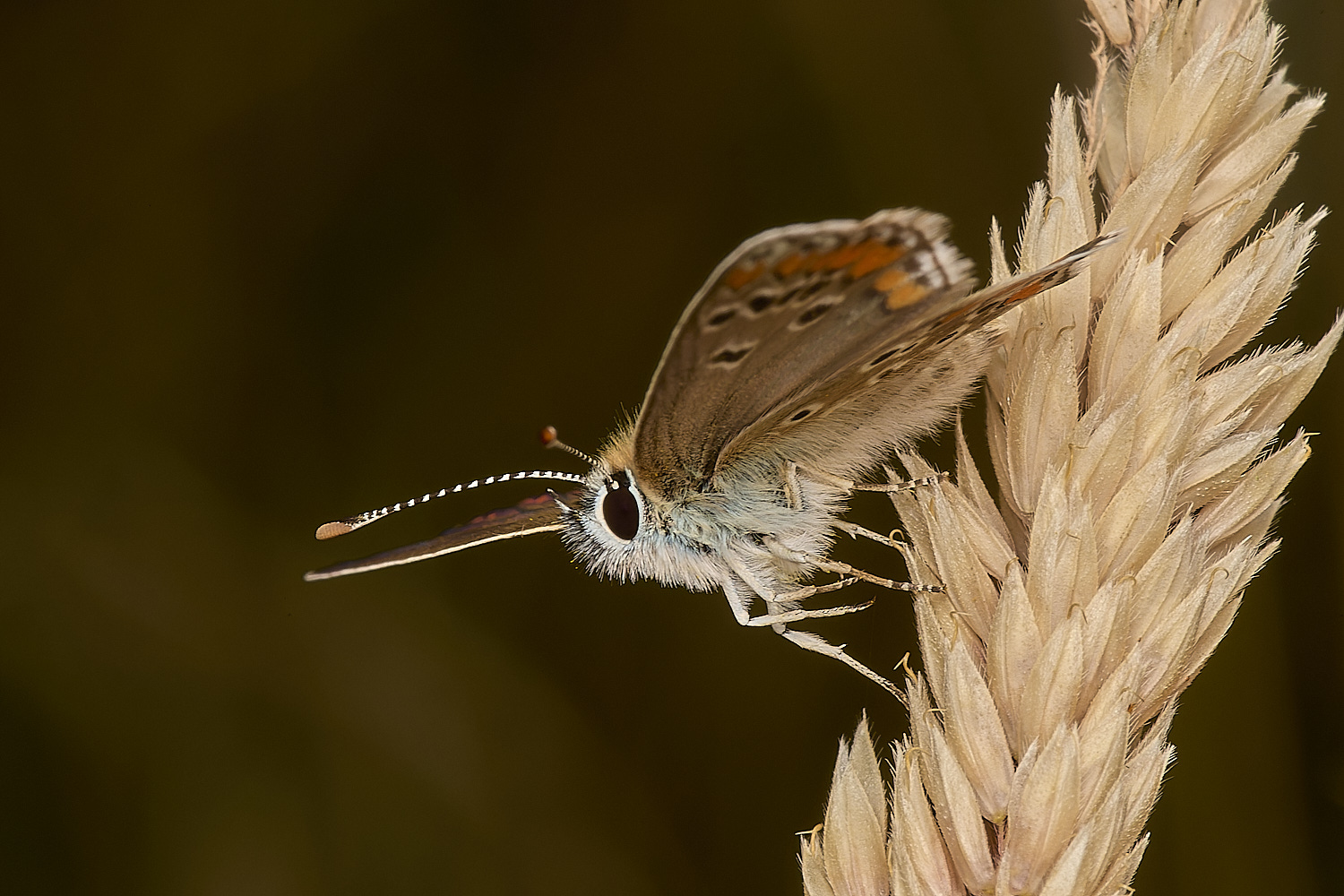 GrimstonHeathBrownArgus270724-3-NEF-